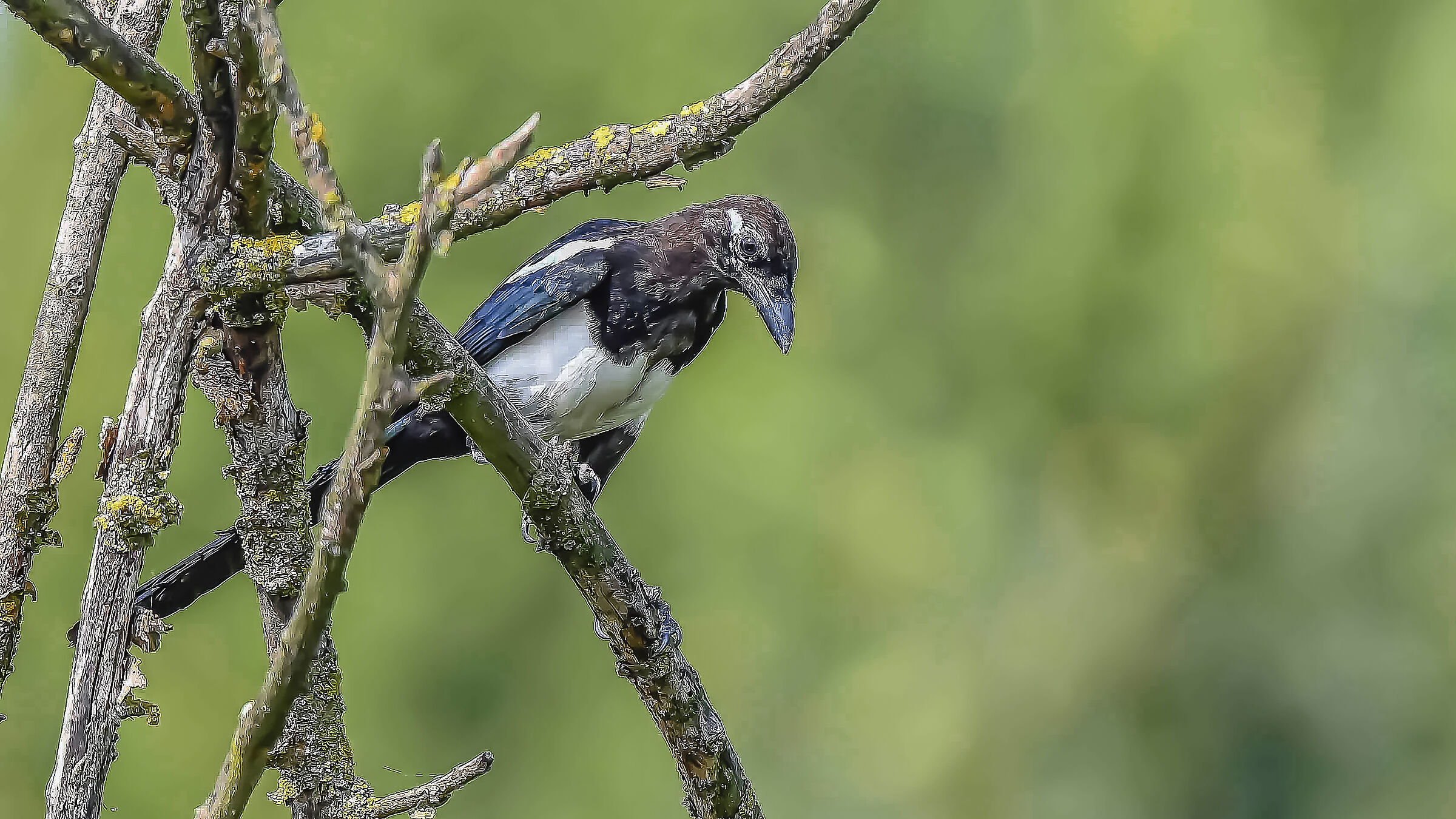 Young Magpie Thief!!