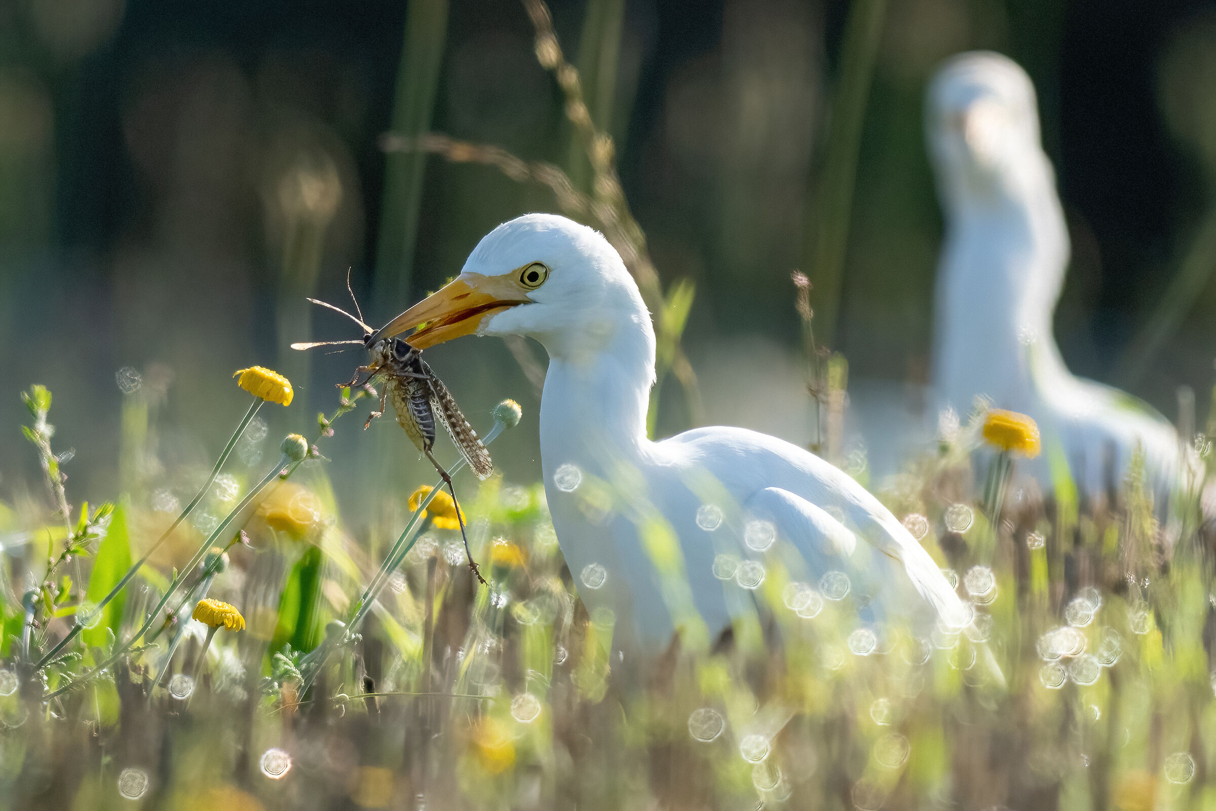 Grasshoppers for breakfast - Cattle Egret