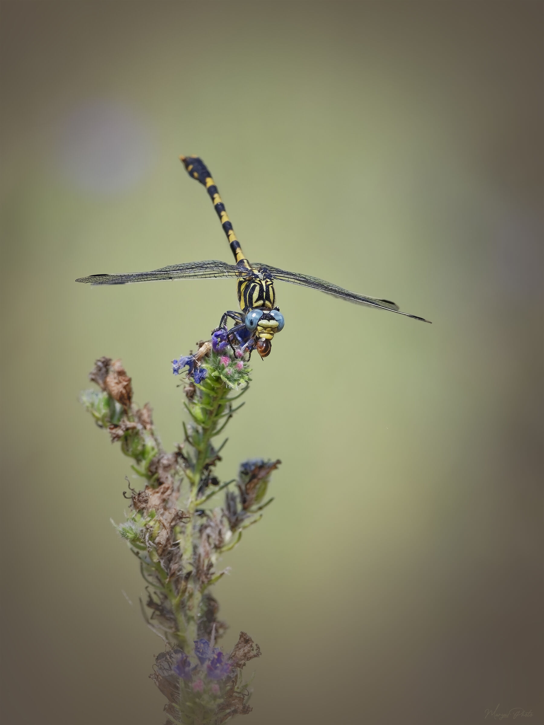 Dragonfly with snail