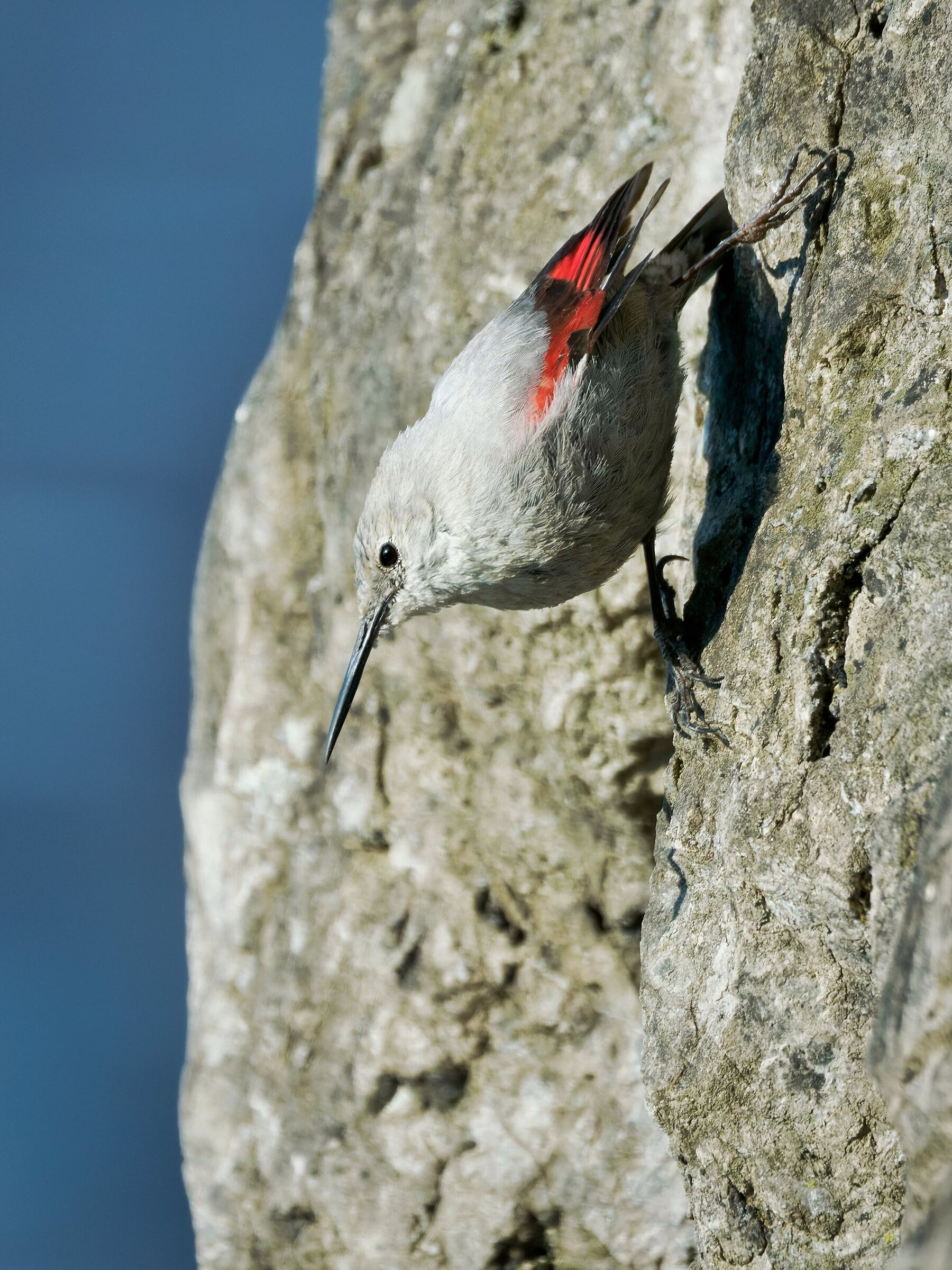 Picchio muraiolo "la farfalla della roccia"