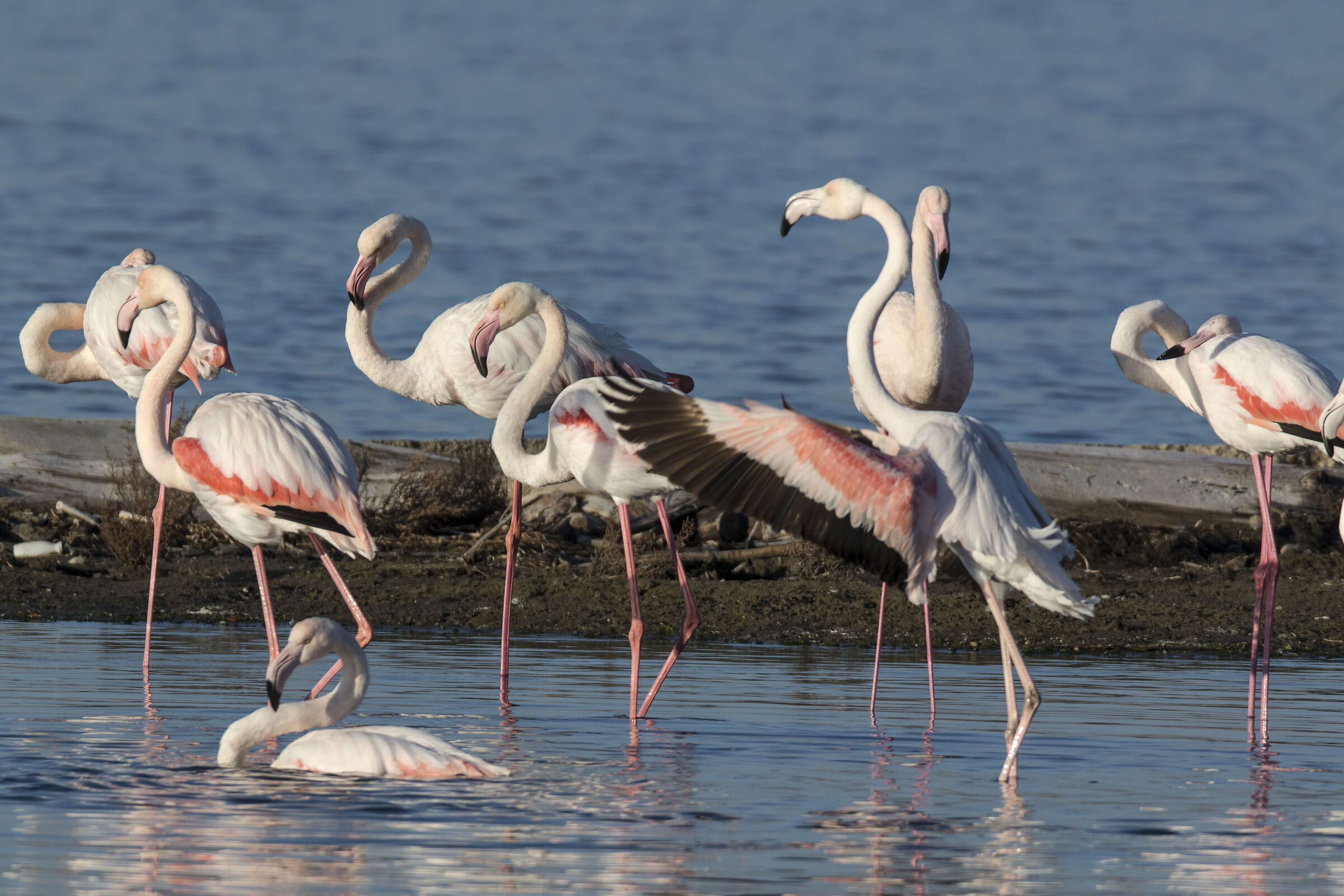 Group photo (Flamingos) Circeo National Park