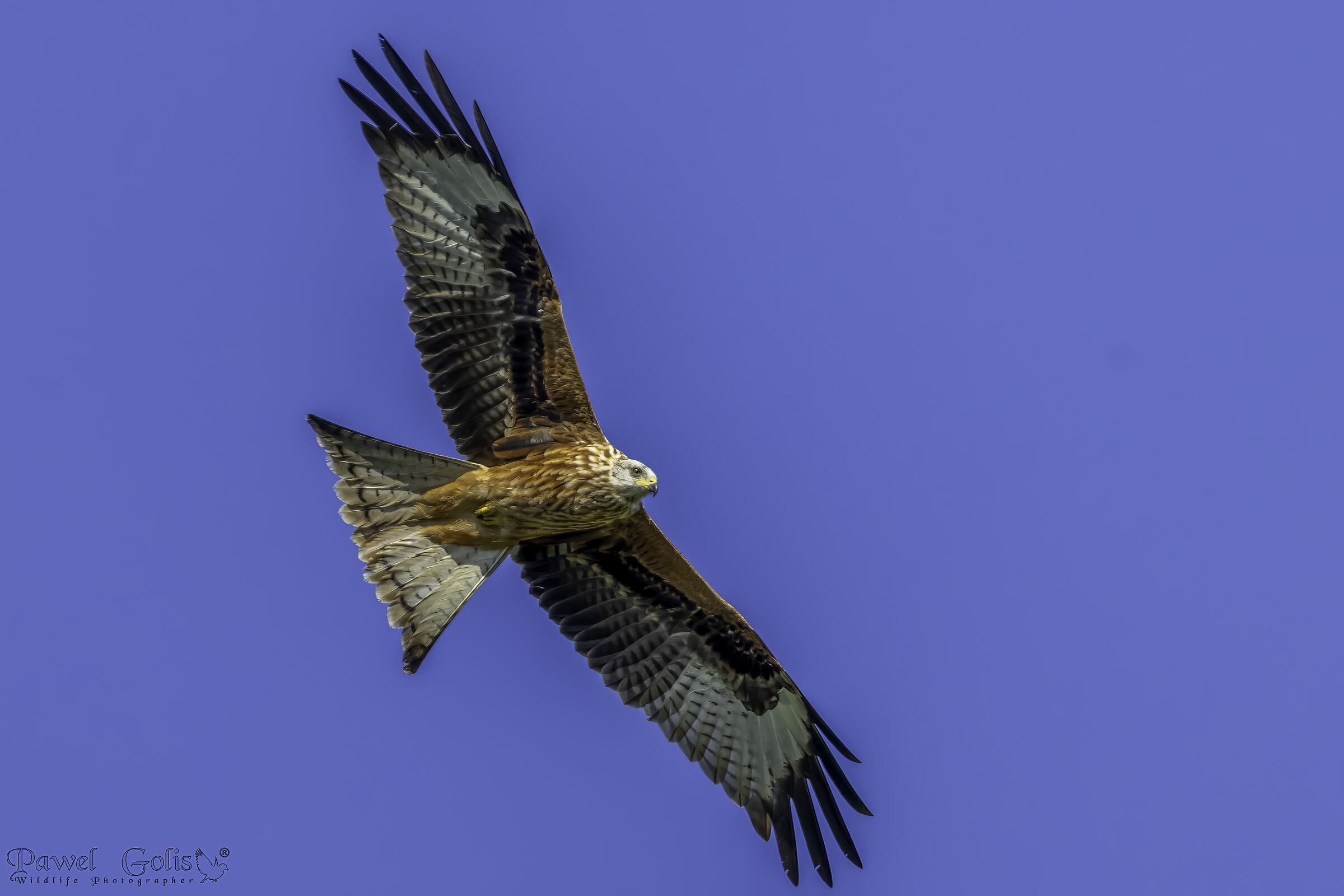 Nibbio reale (Milvus milvus)