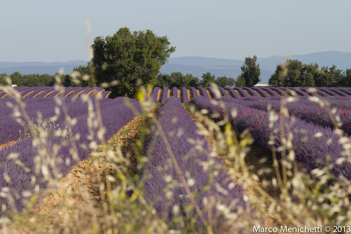 Campo di Lavanda