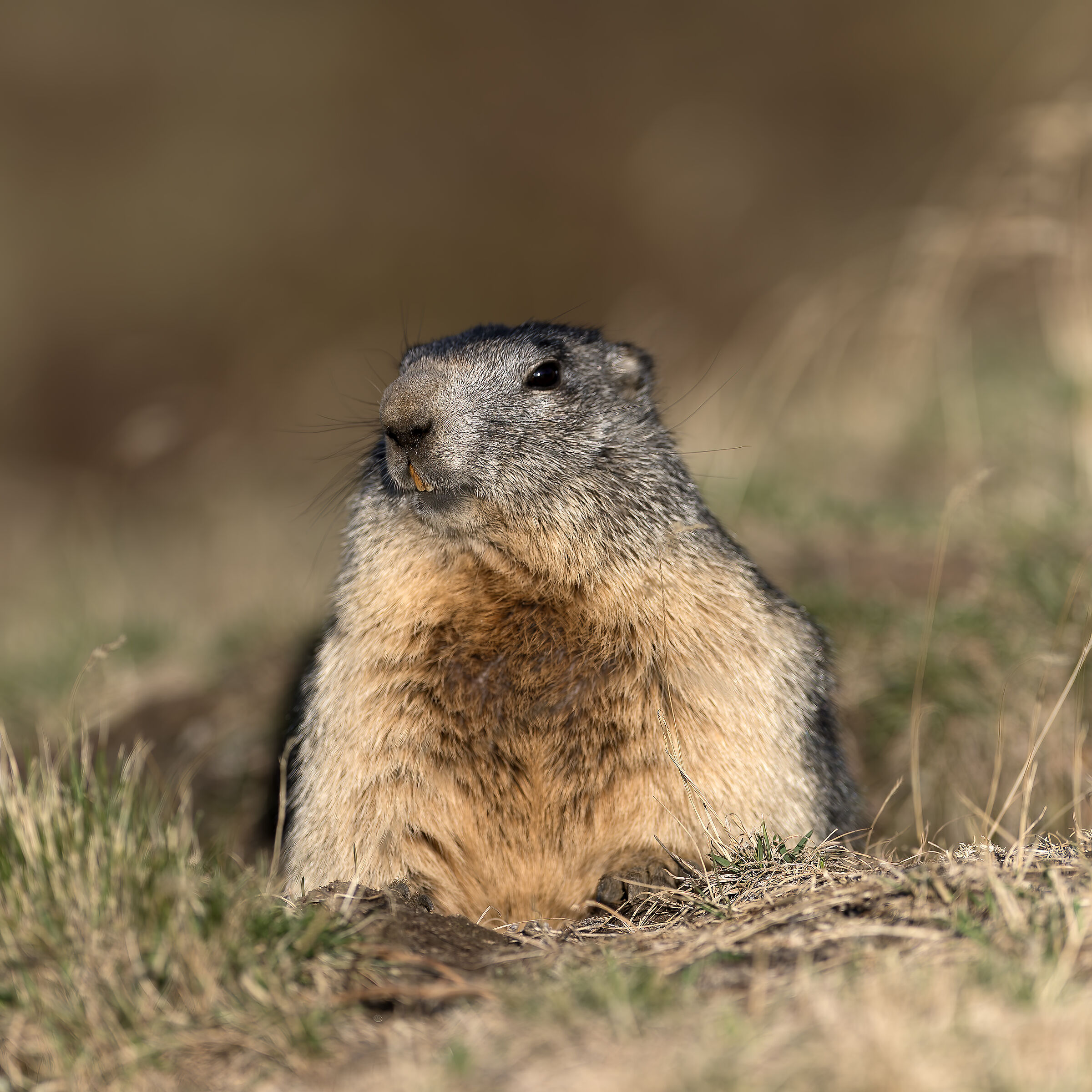 Marmot - Gran Paradiso National Park