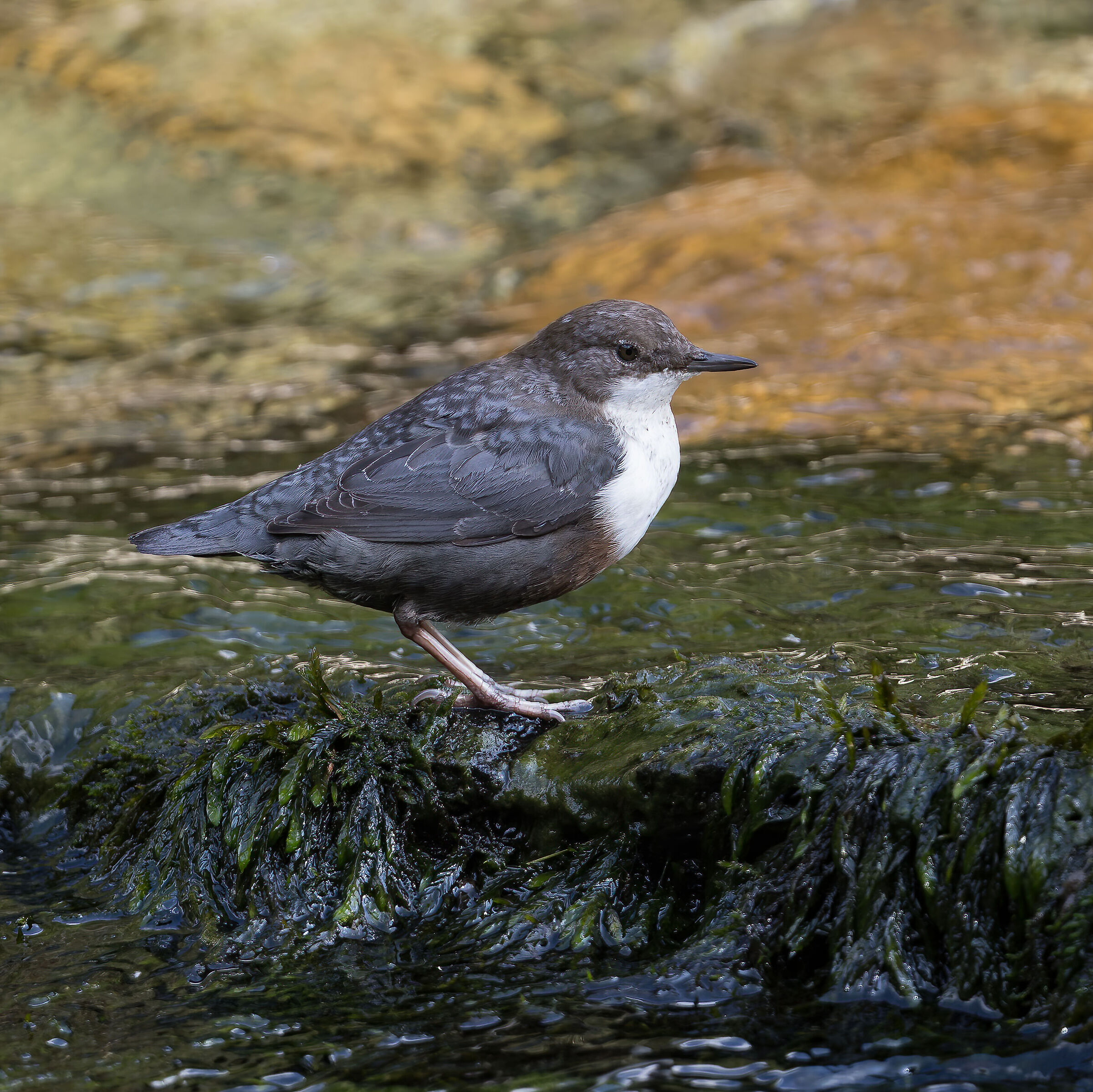 Dipper - Gran Paradiso National Park