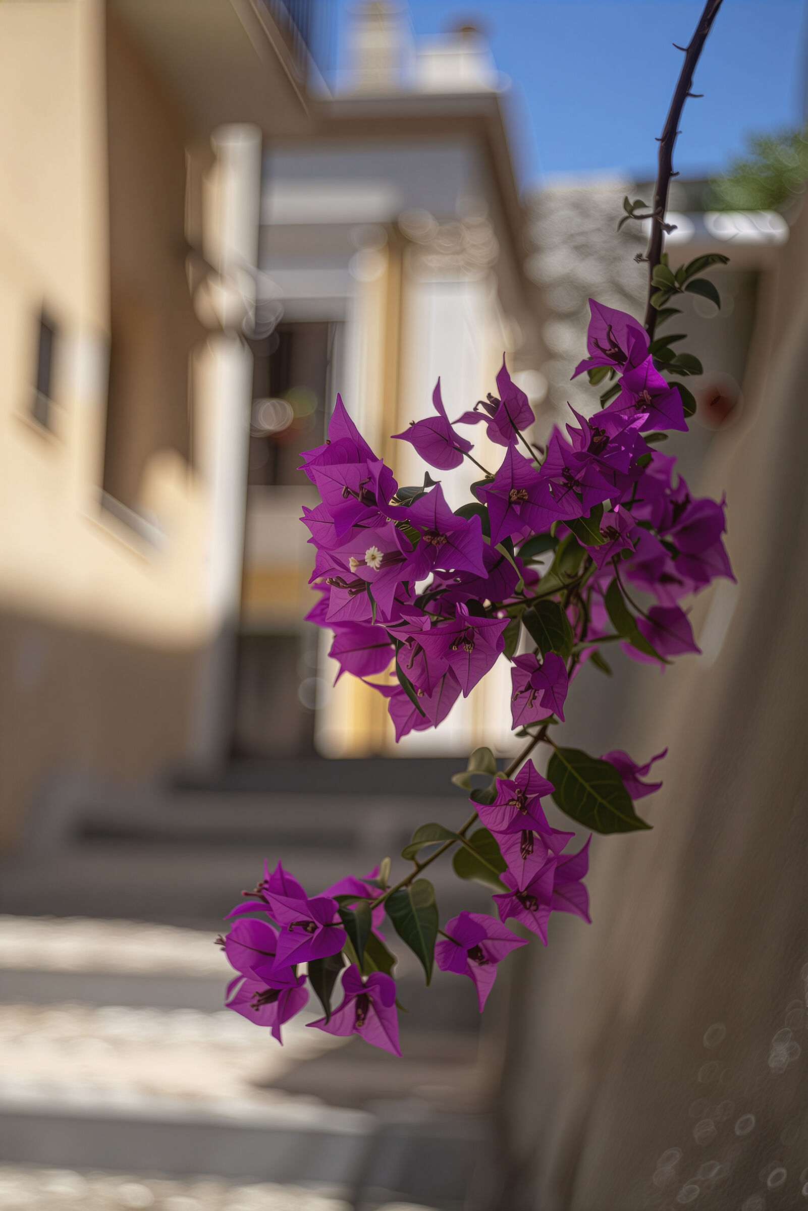 Buganvillea a Diamante (Calabria)