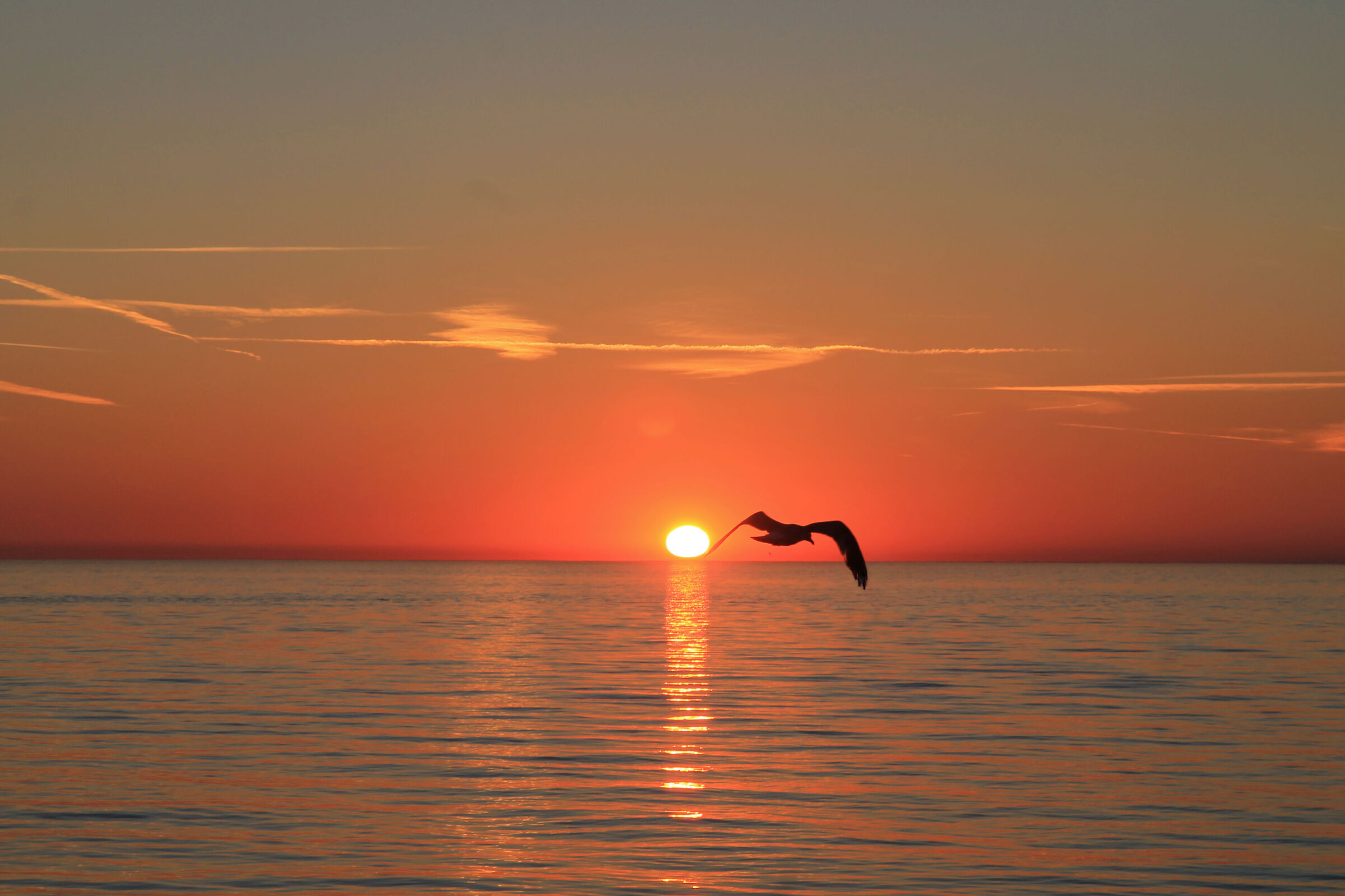Seagull at sunset