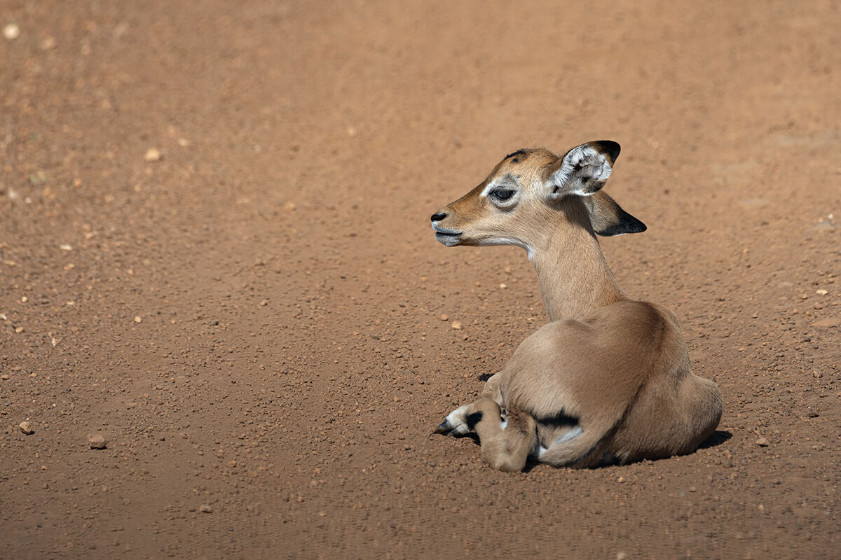 Uganda cobo juv.