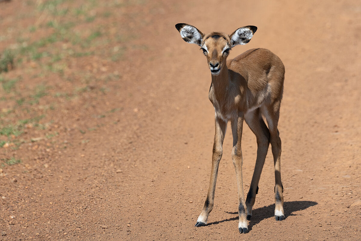 Uganda cobo juv.
