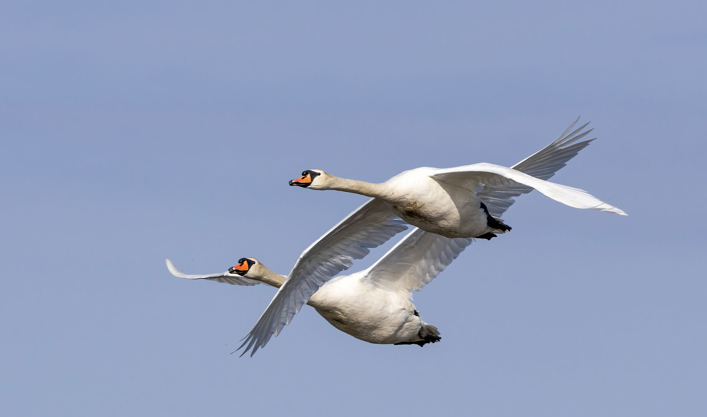 Cigno 1