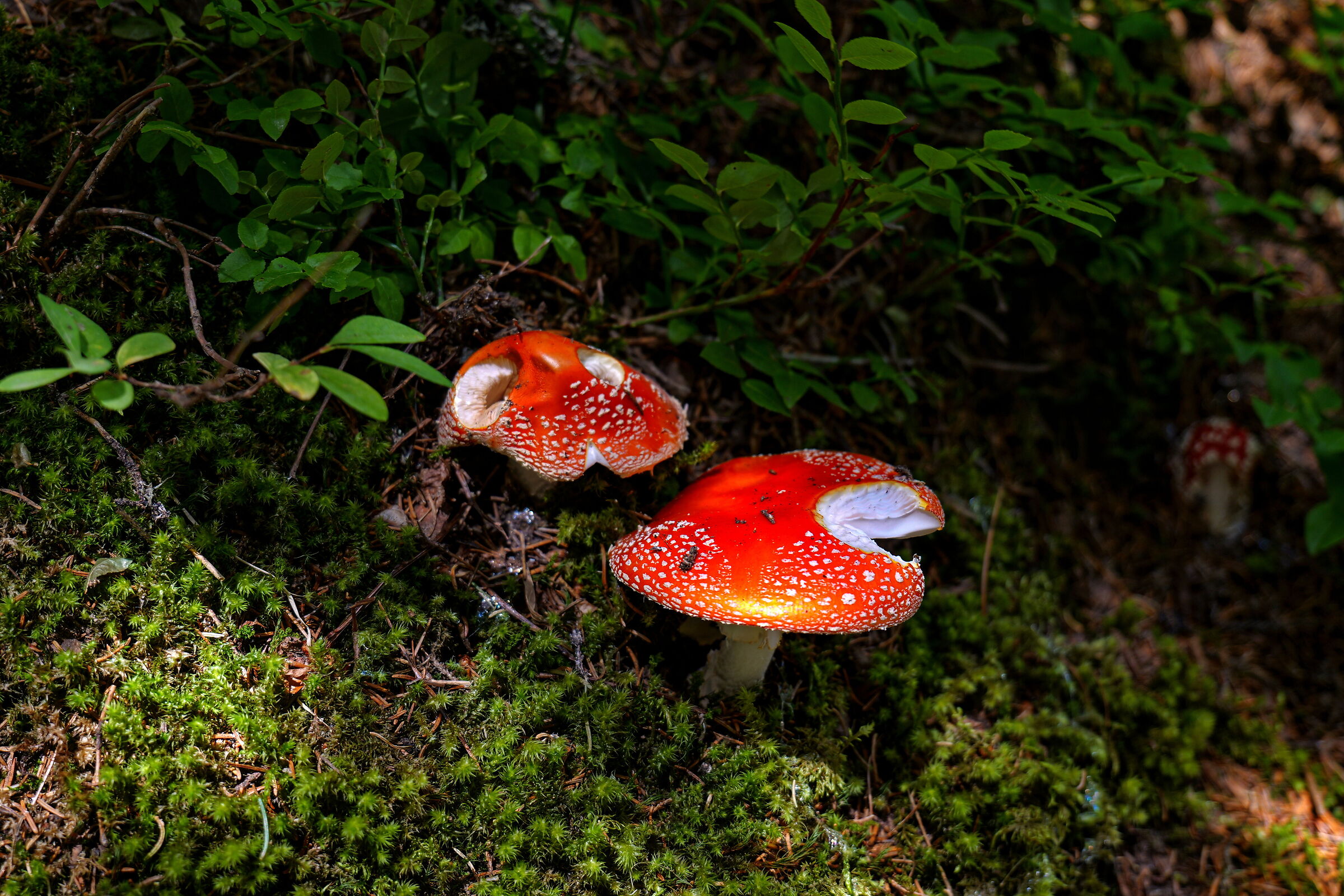 Qualcuno ... li mangia