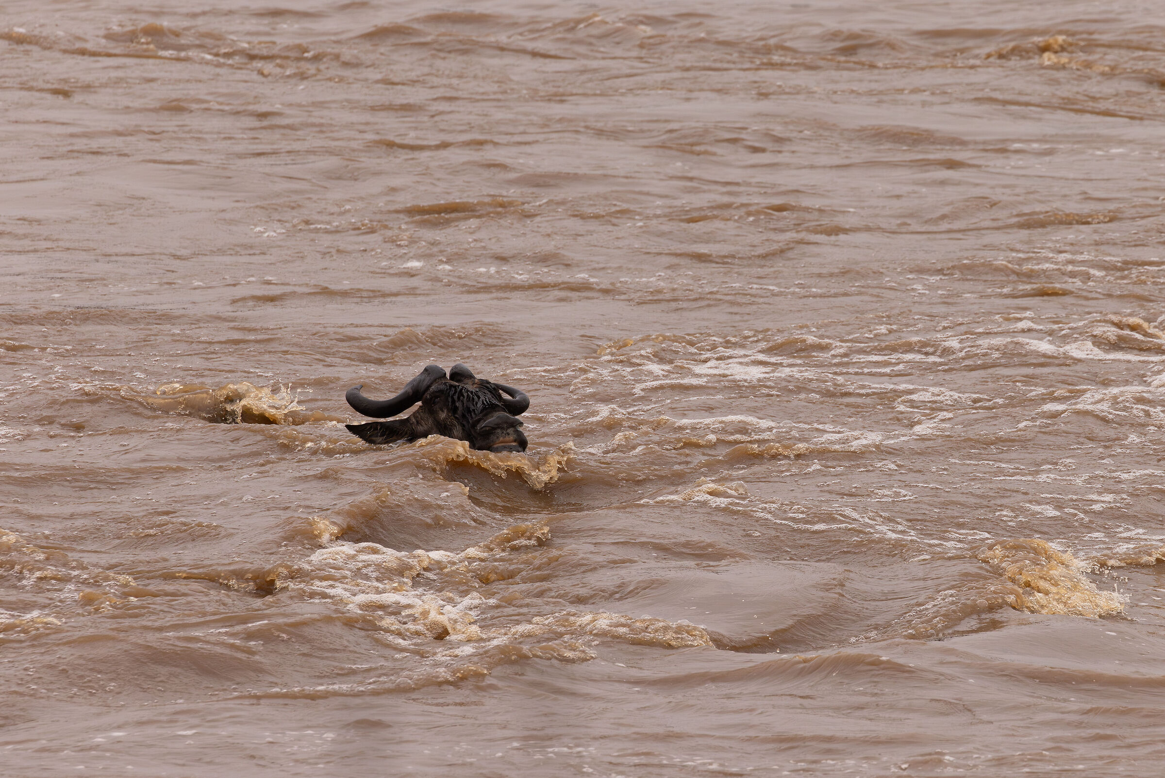 Mara River crossing