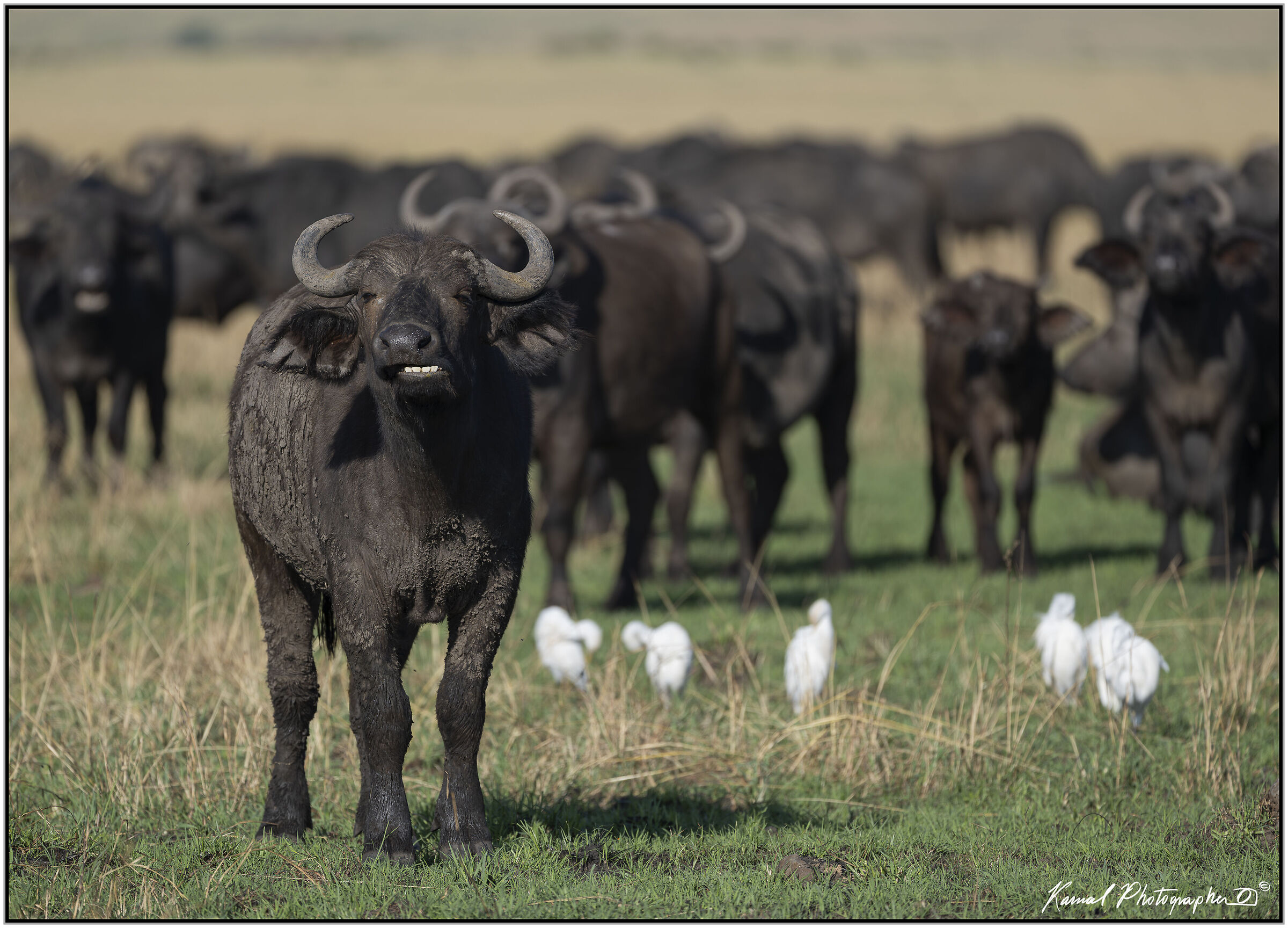 African buffalo (Syncerus caffer)