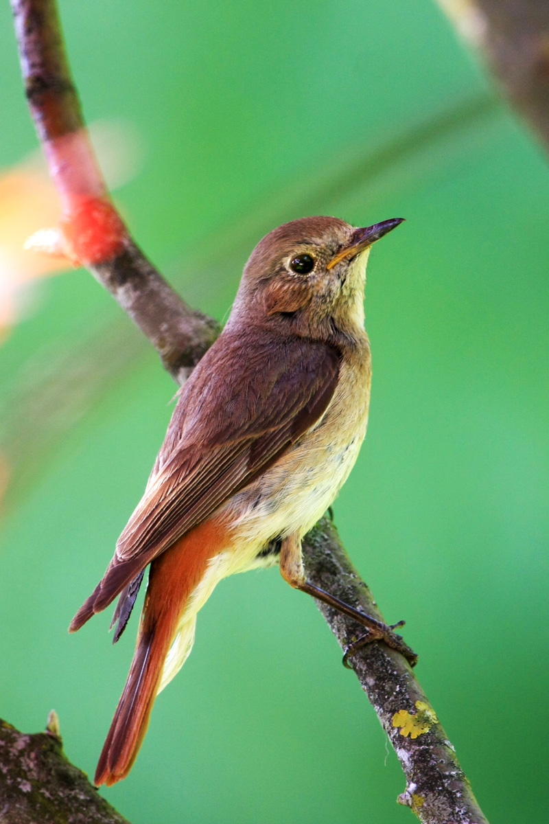 Redstart female