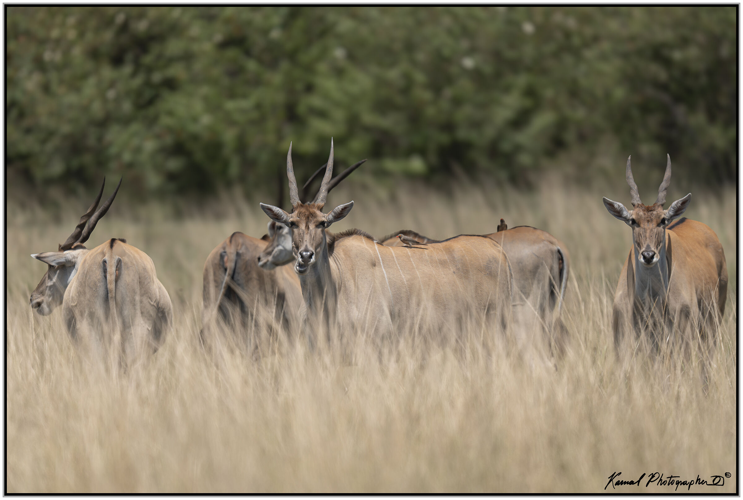 Alcinah antelope (Taurotragus oryx)