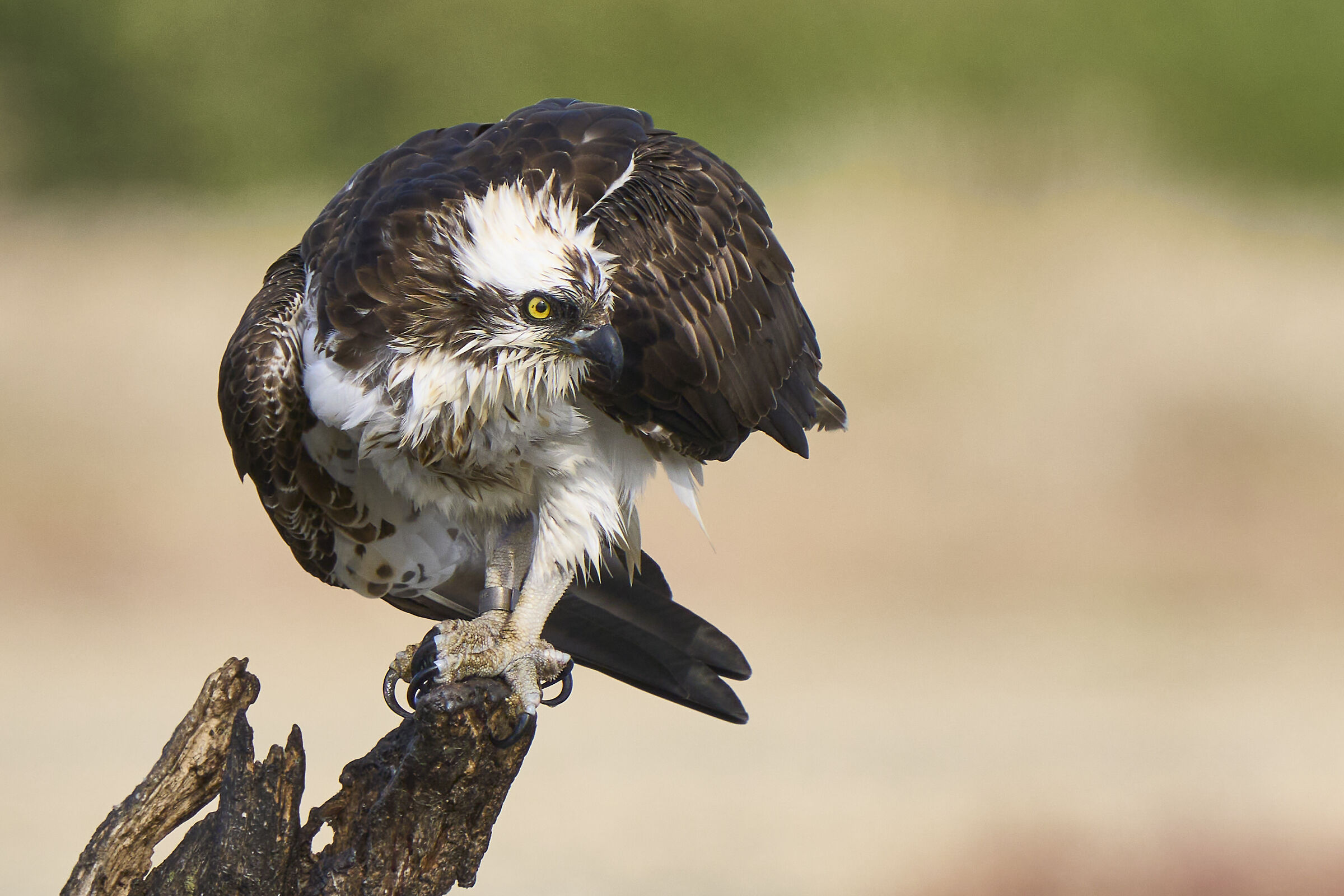 After an unsuccessful fishing...