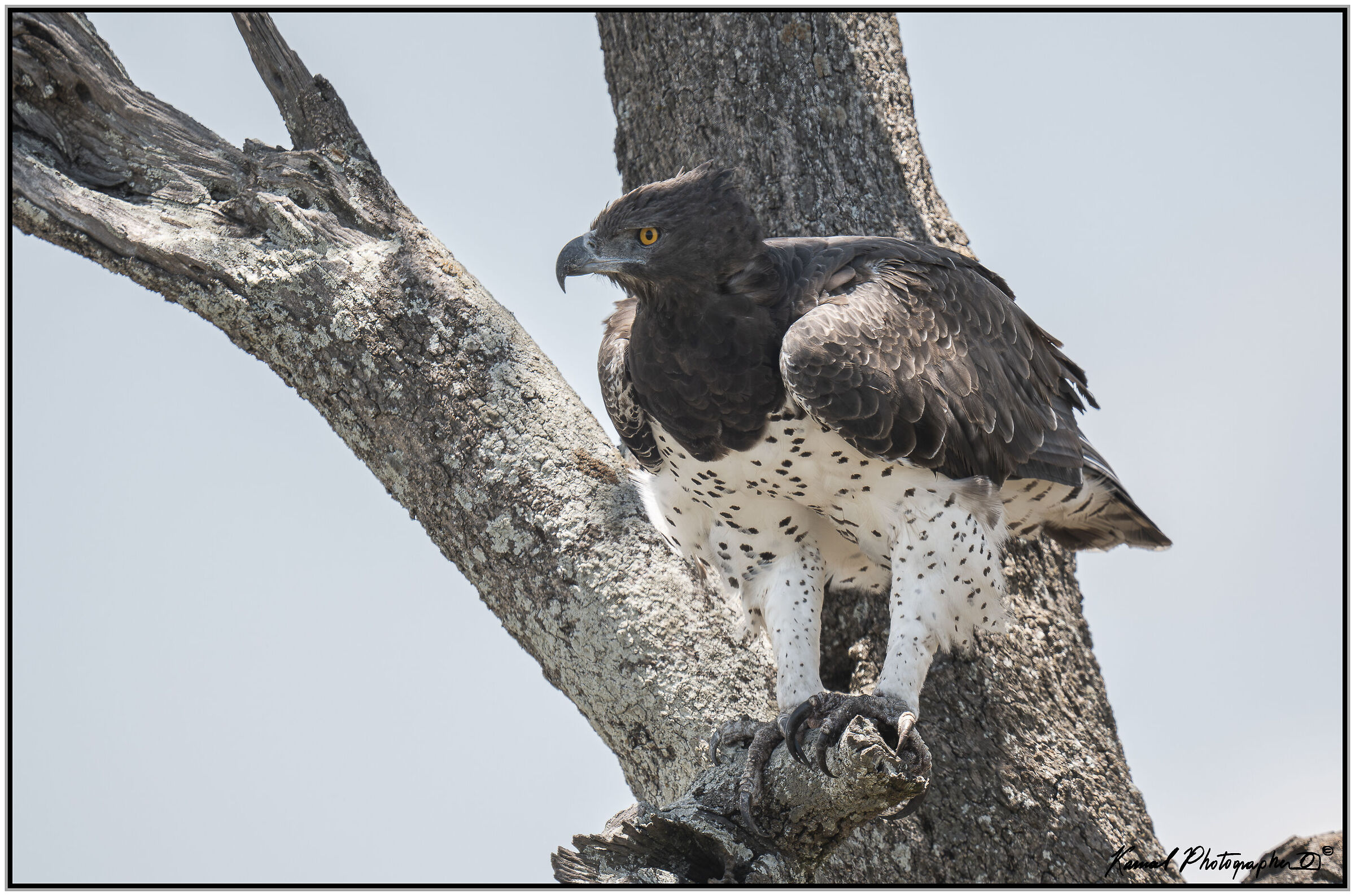 Martial eagle (Polemaetus bellicosus)