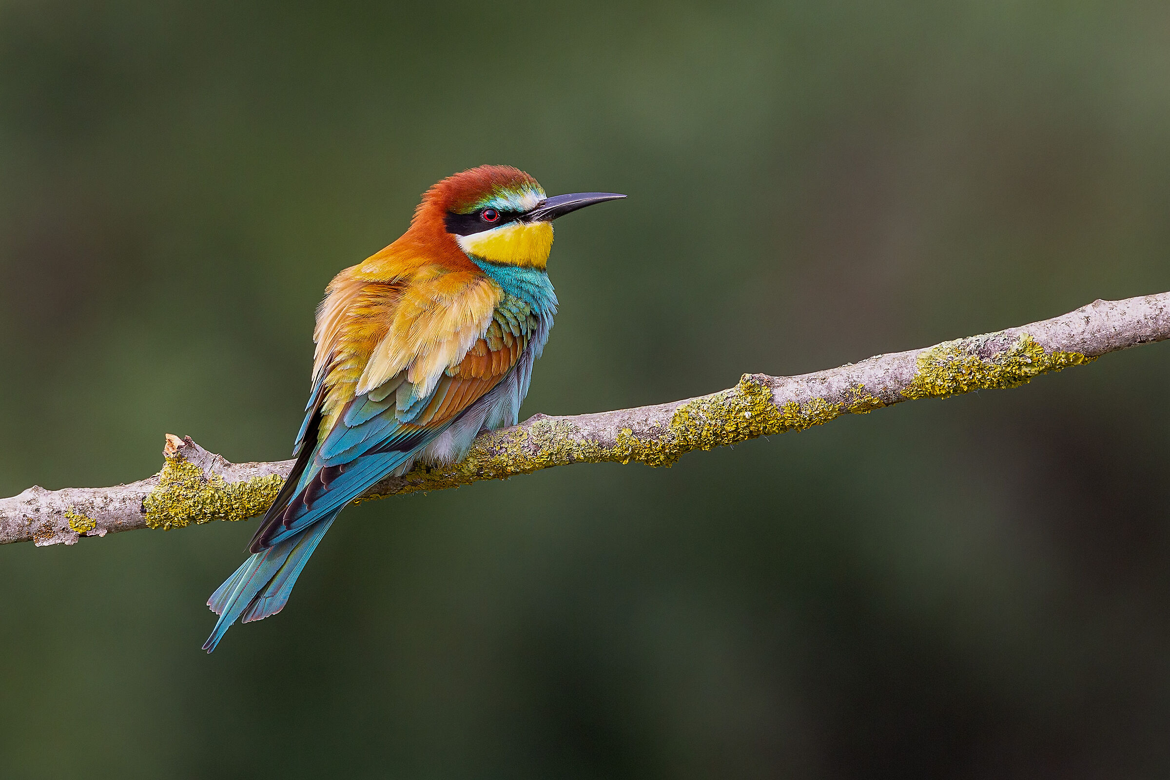 Bee-eater