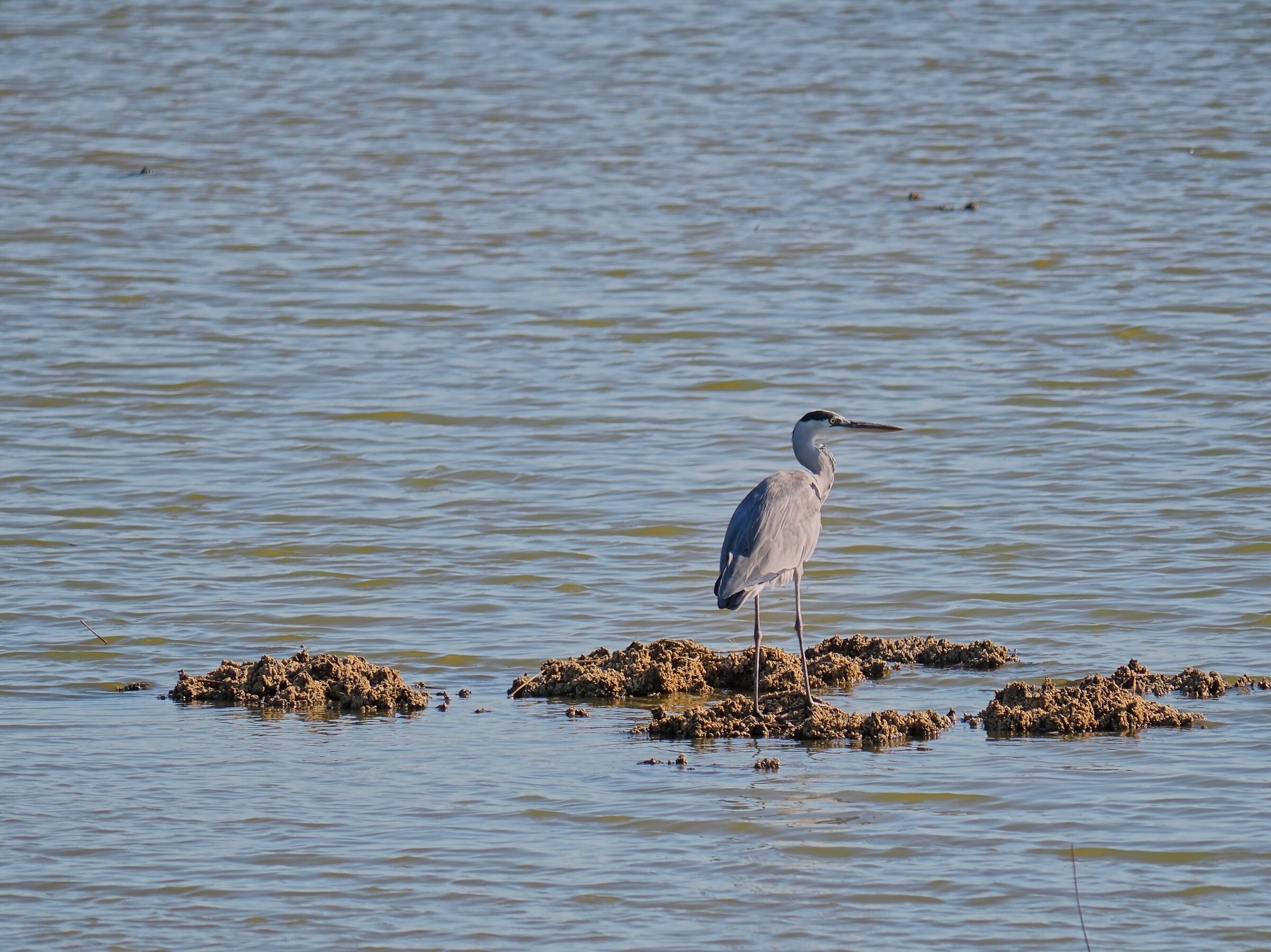 A heron