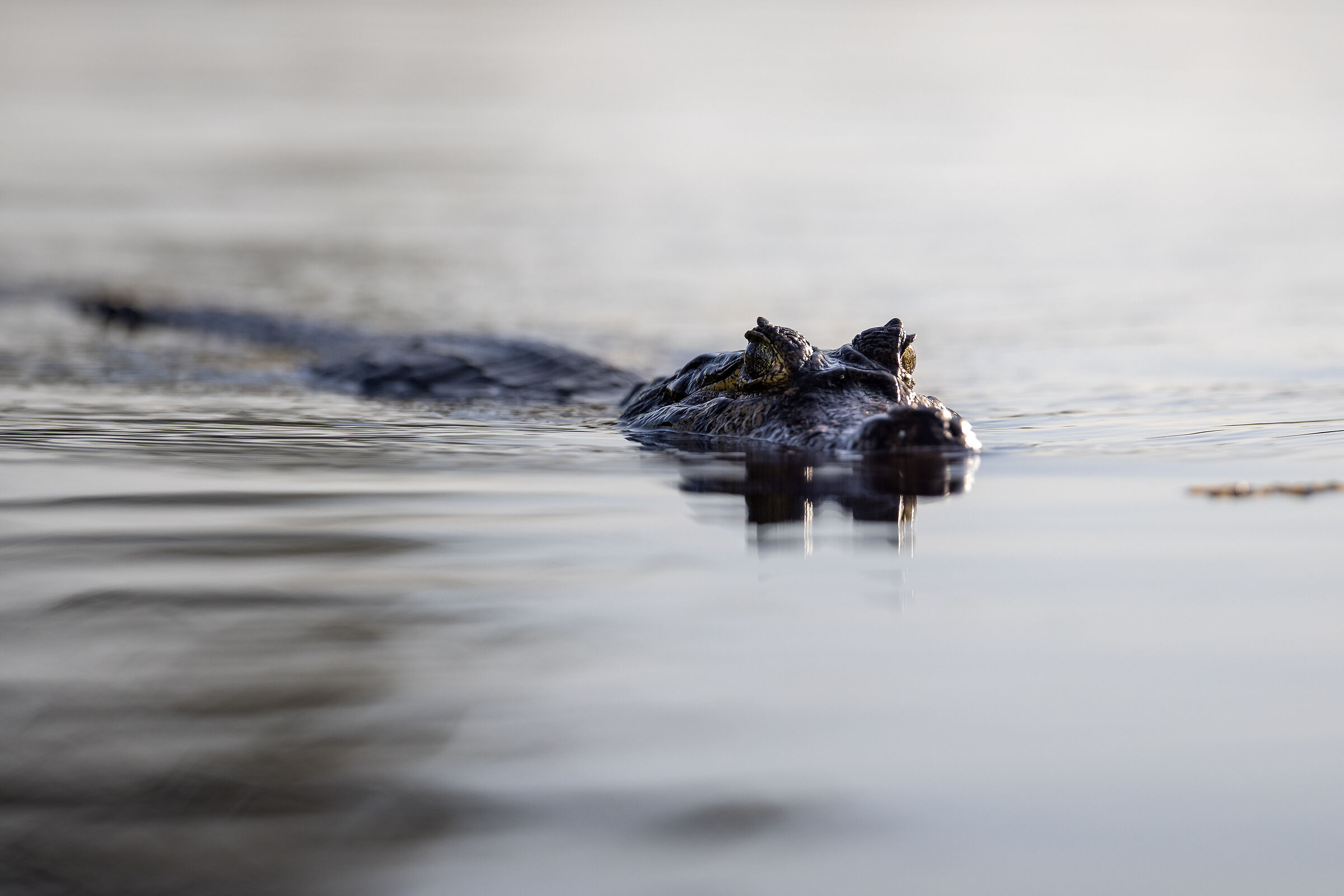 Caiman