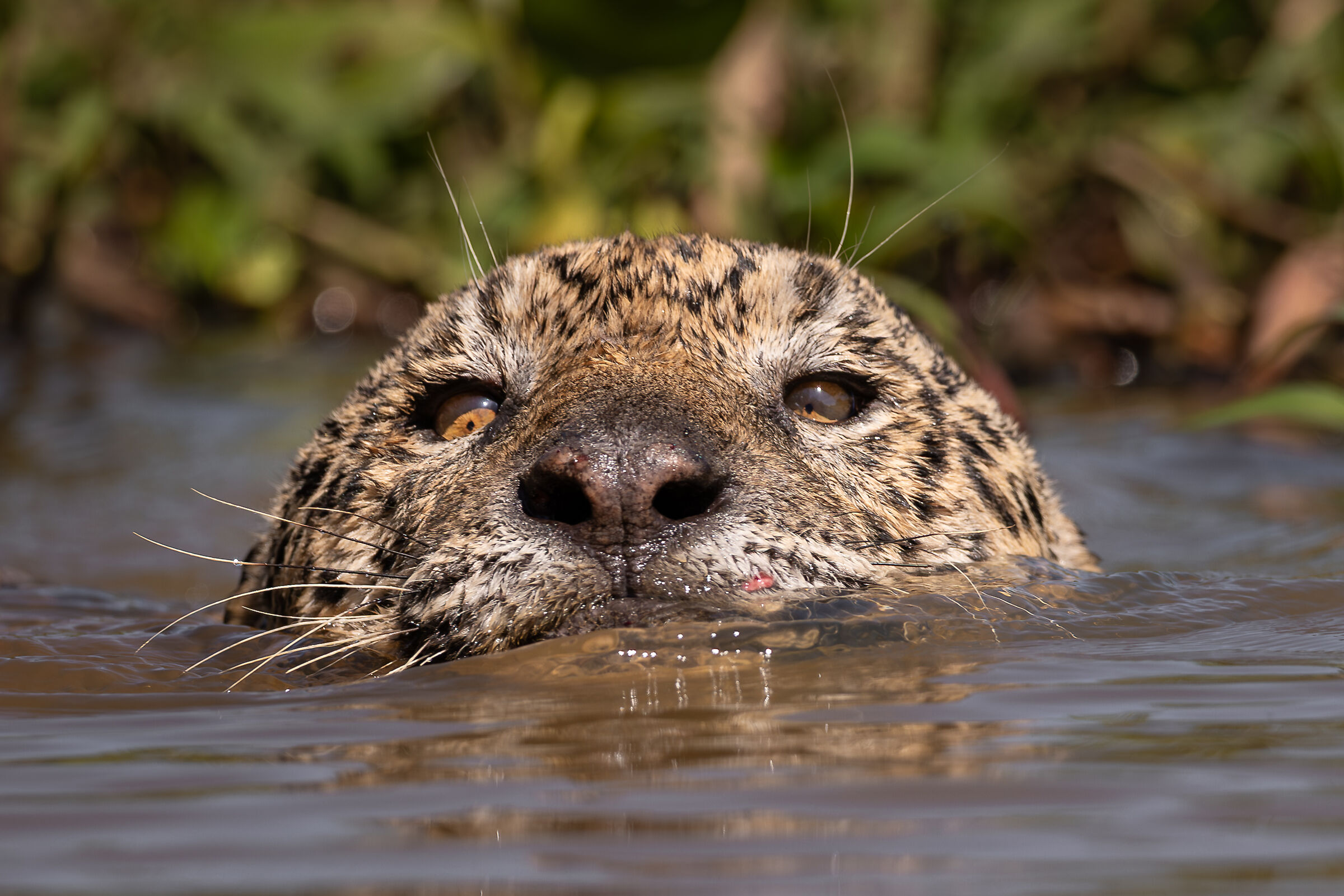 Ousado (Panthera onca)