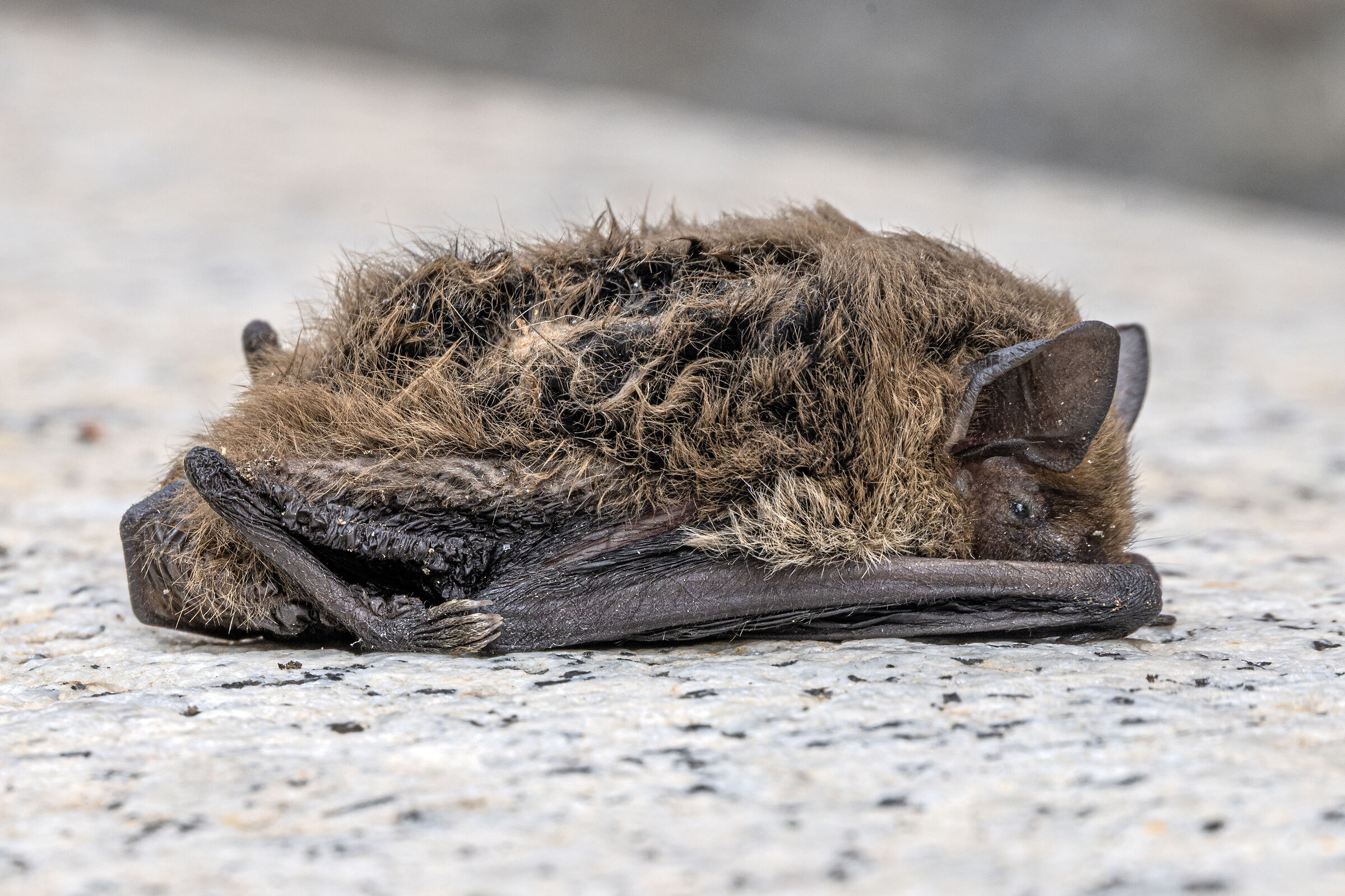 A poor baby bat now out of order
