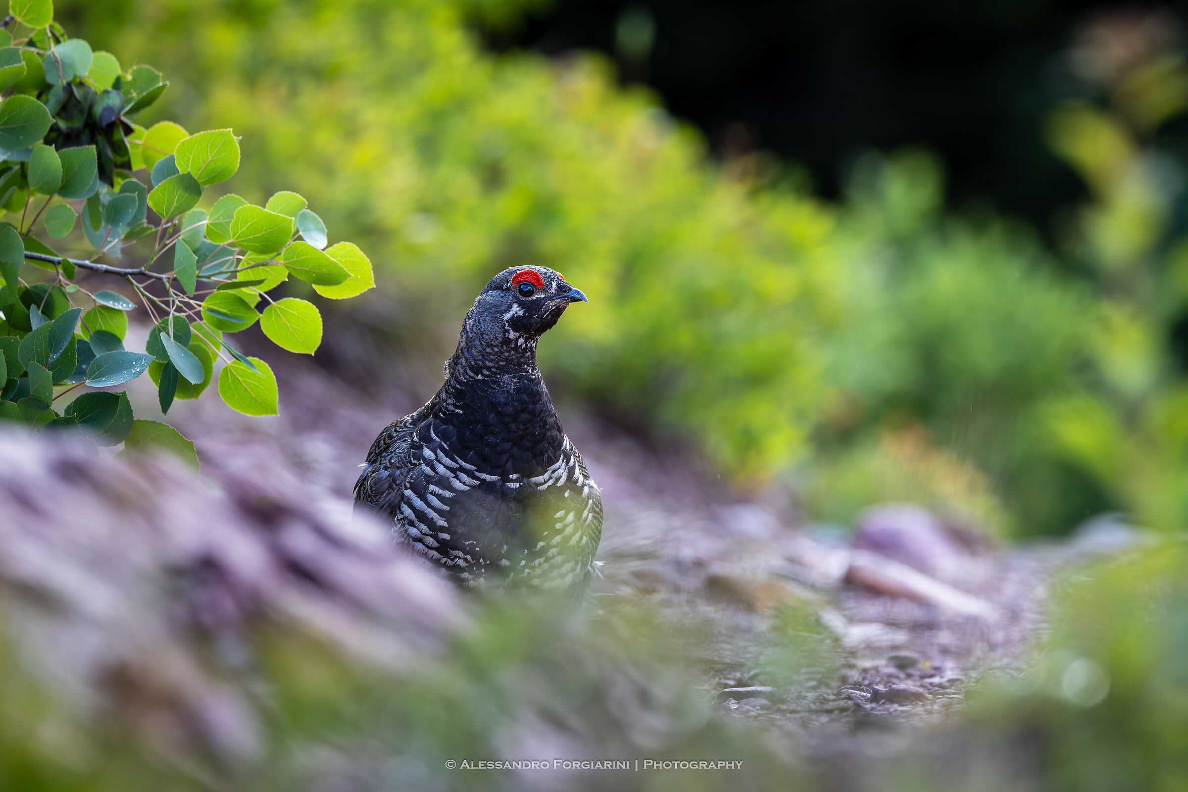 Rock Ptarmigan