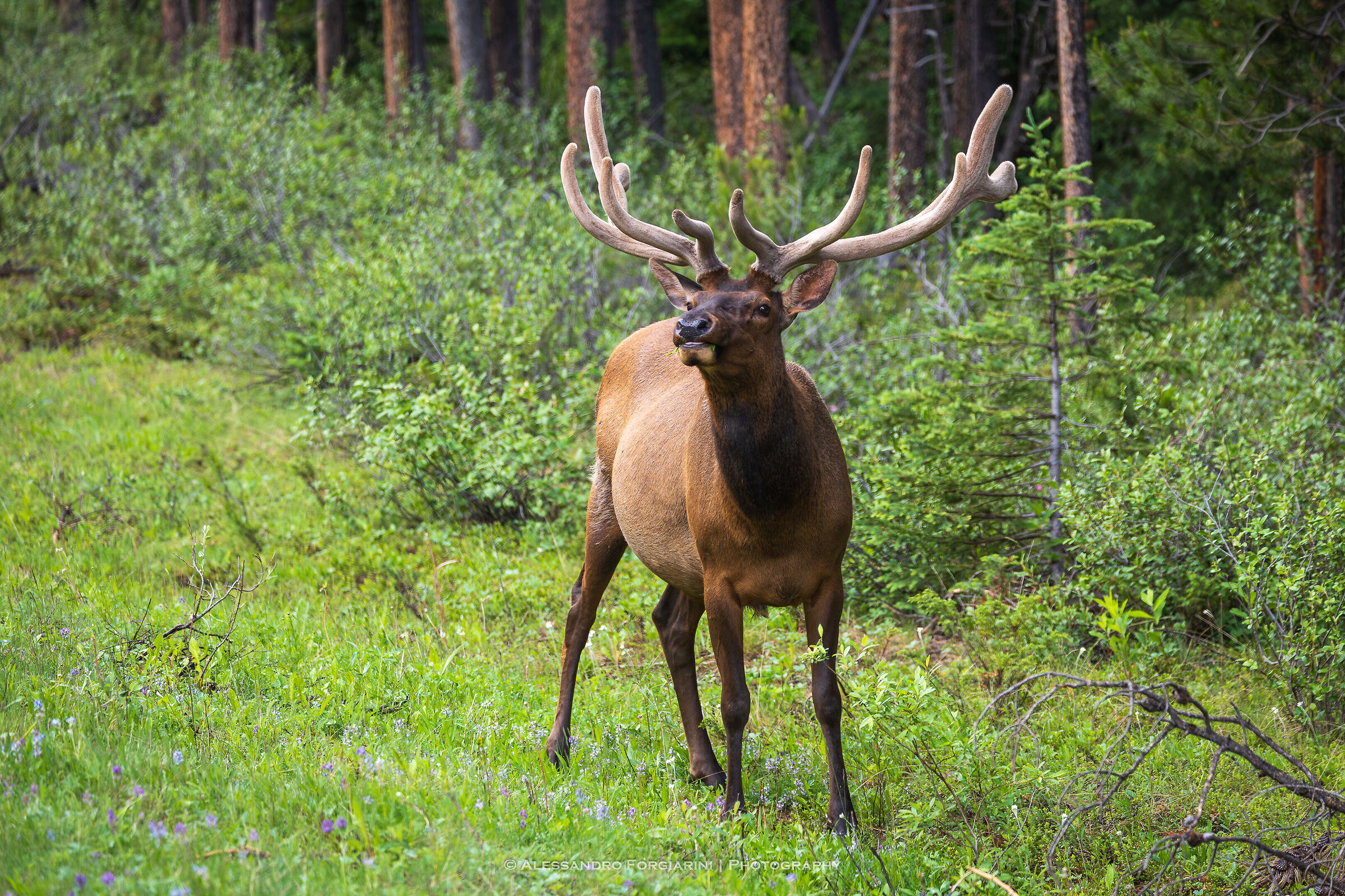 Wapiti