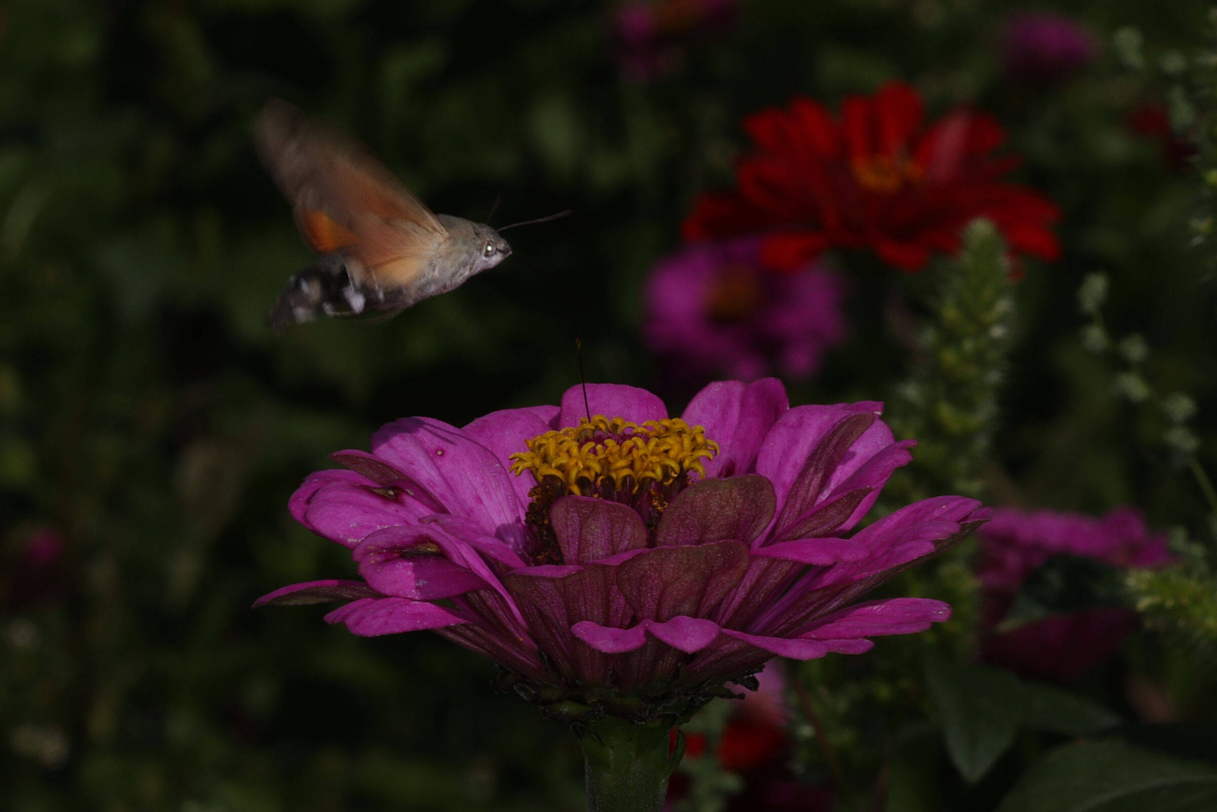 Sphinx Hummingbirds 02