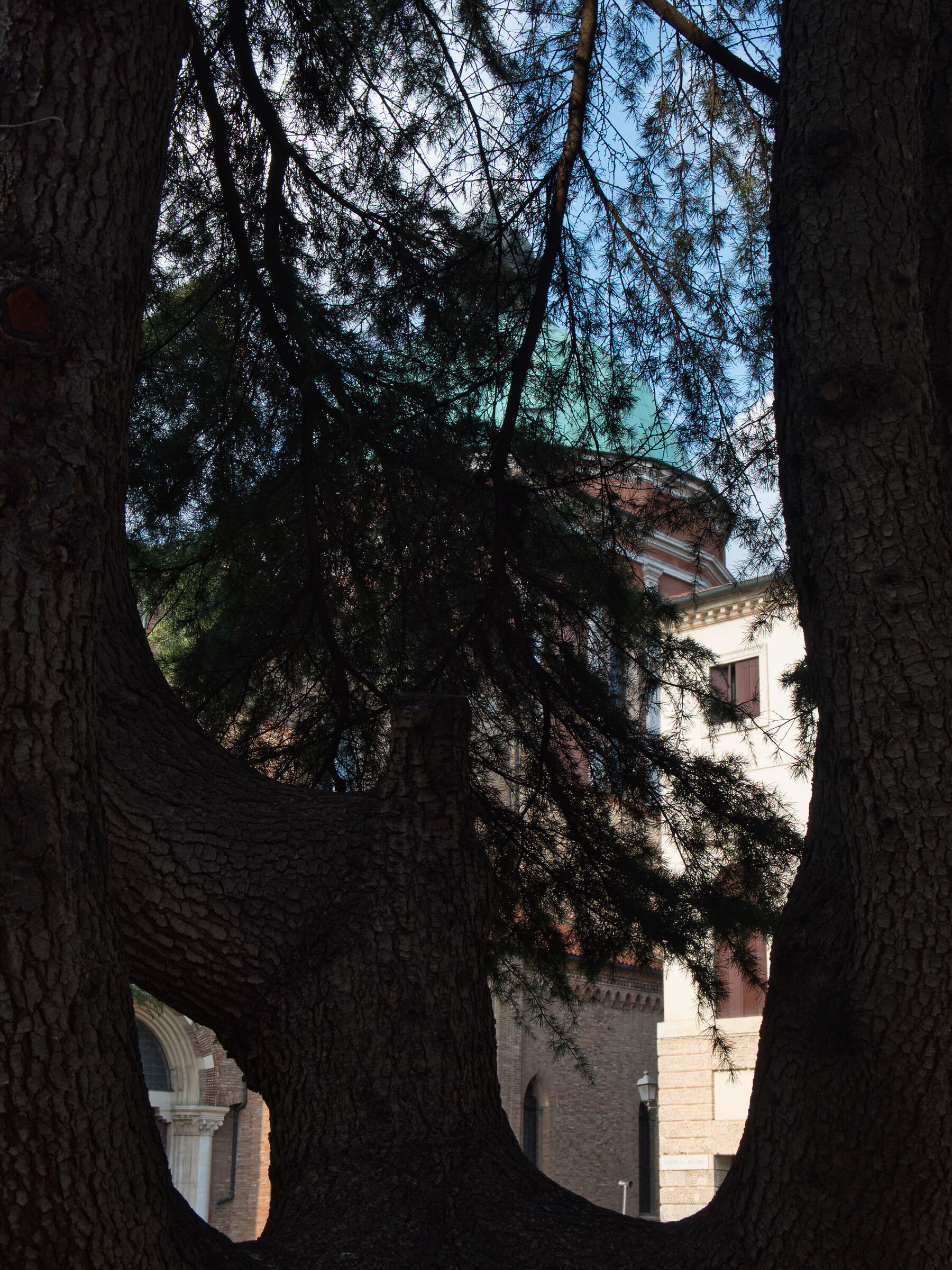 Among the branches