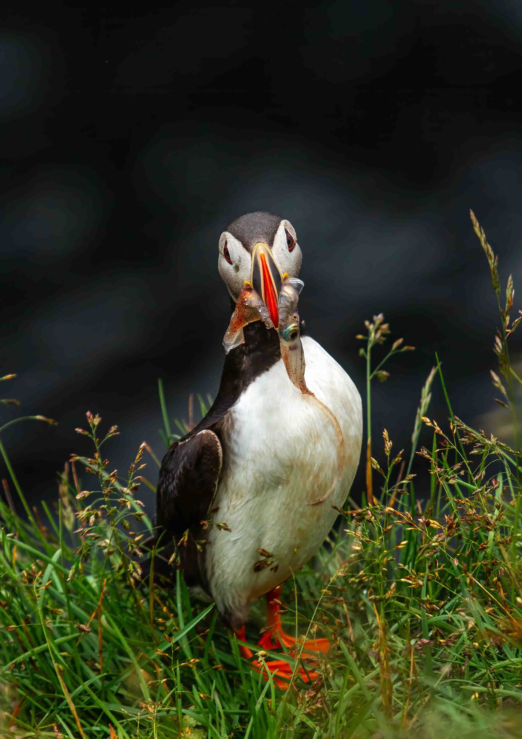 Puffin