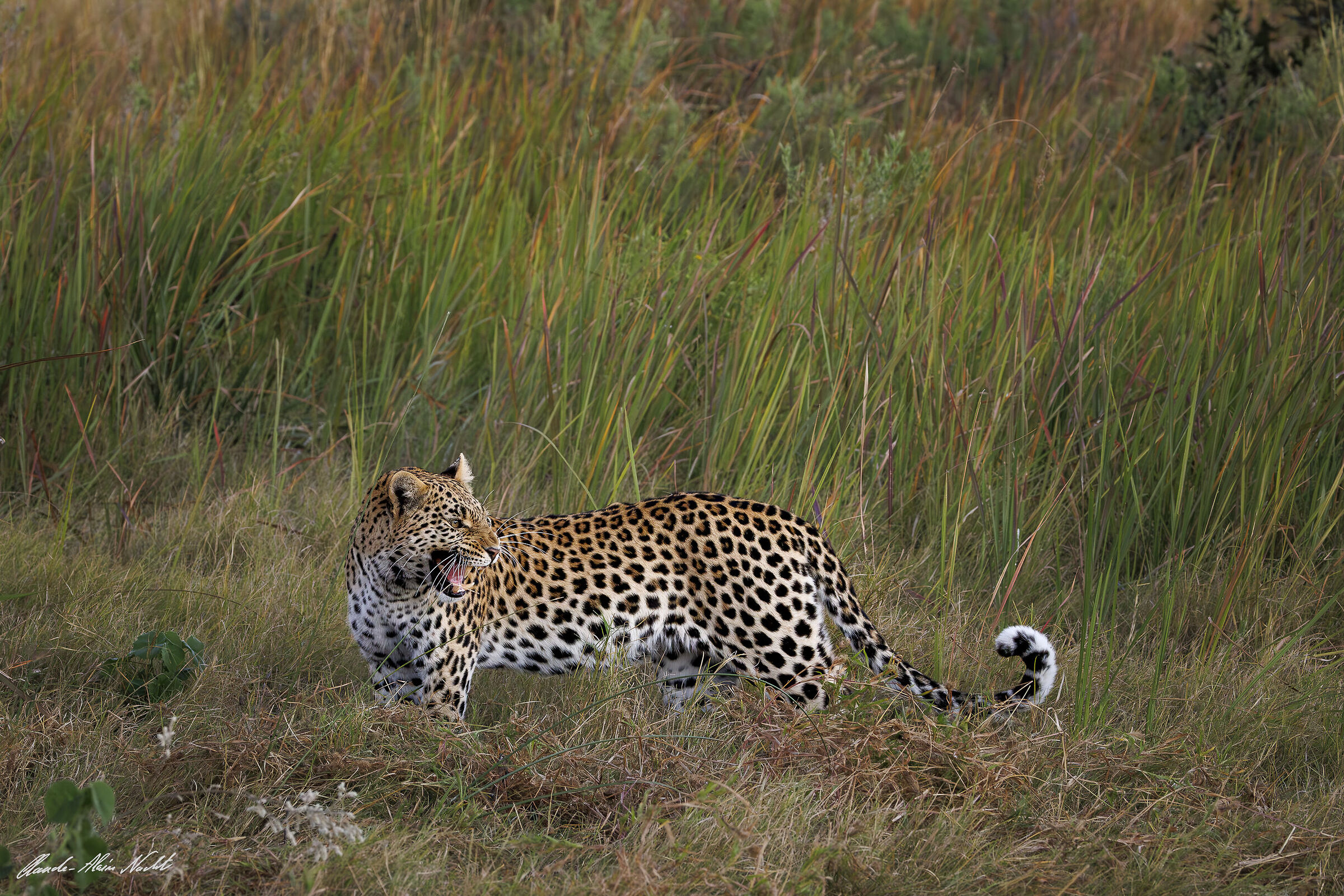 Roar in the grass