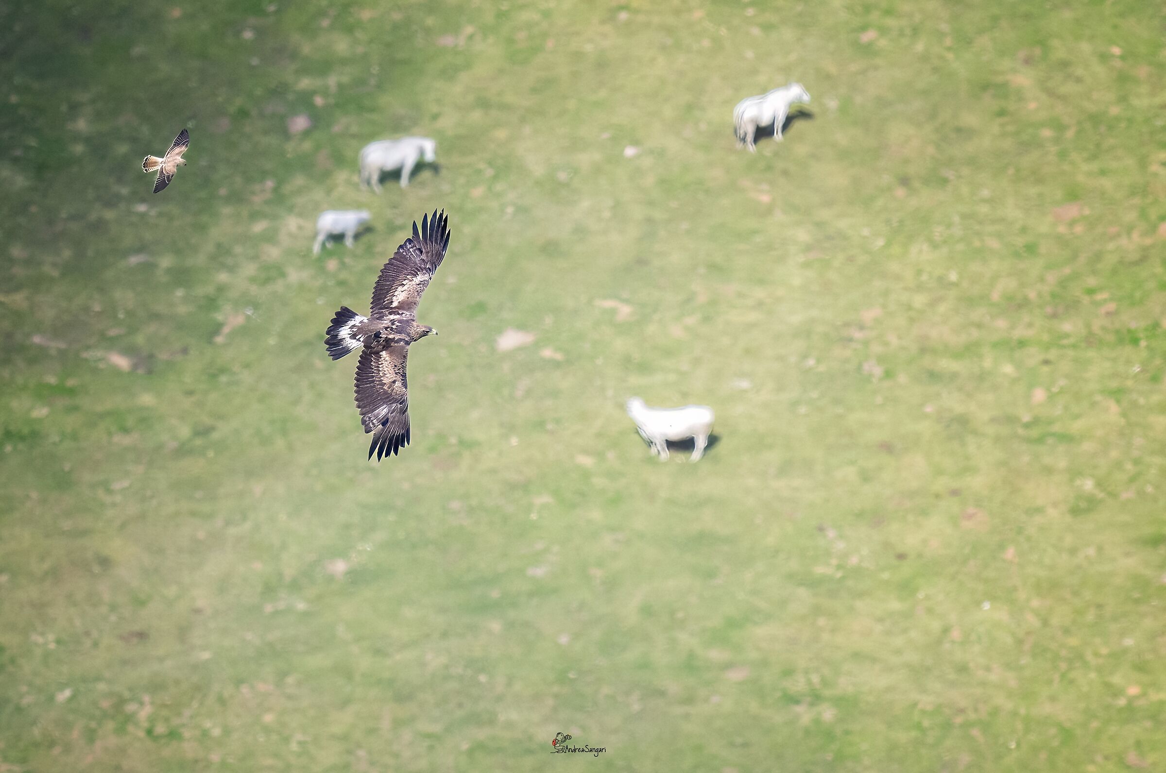 High altitude wrestling (kestrel vs eagle)