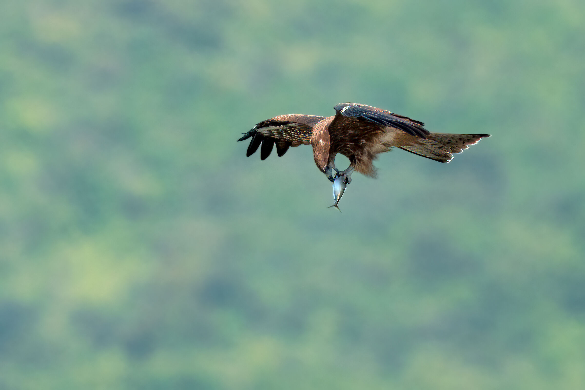 Milvus Migrans with fish