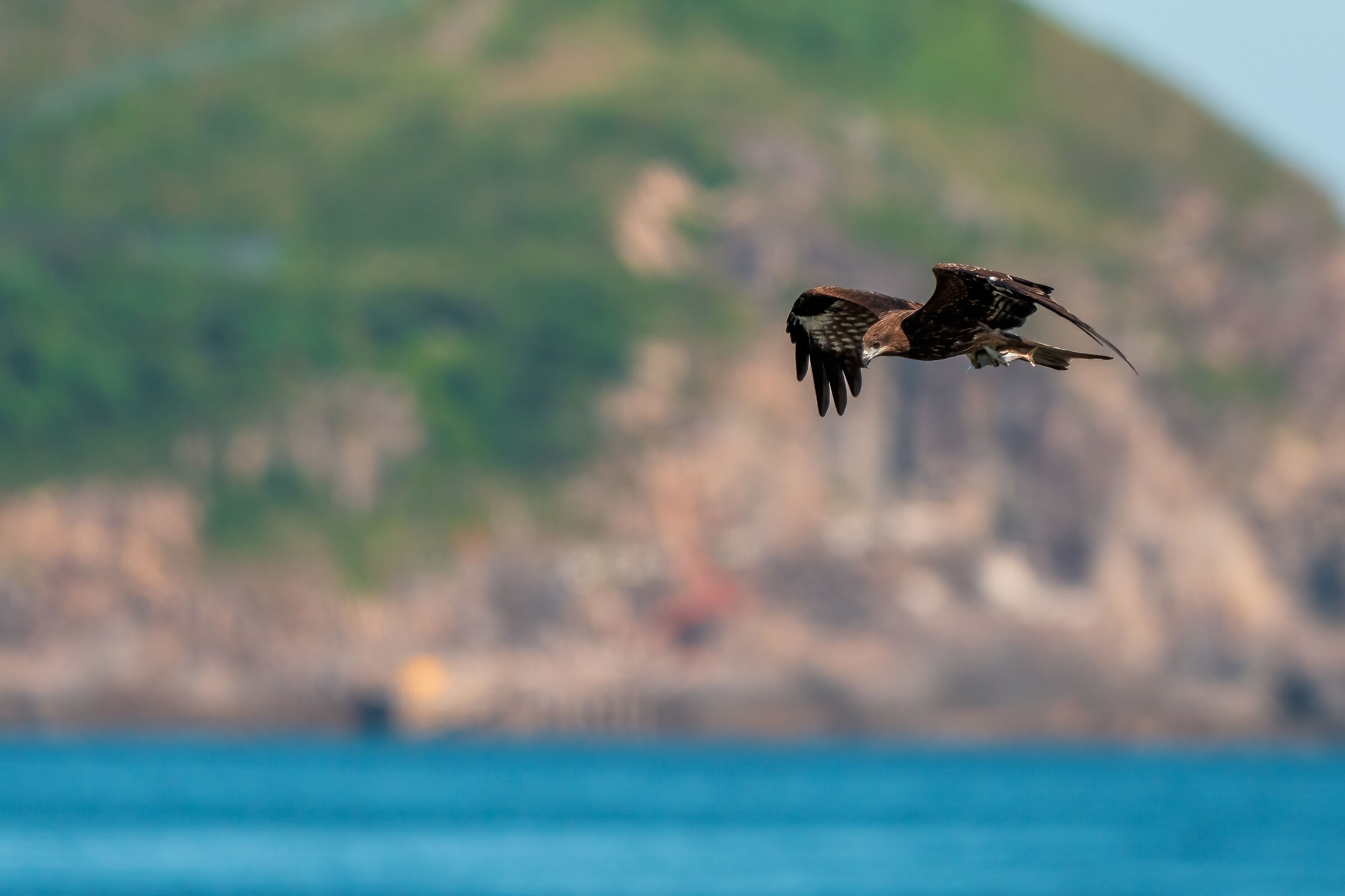 Milvus Migrans with fish