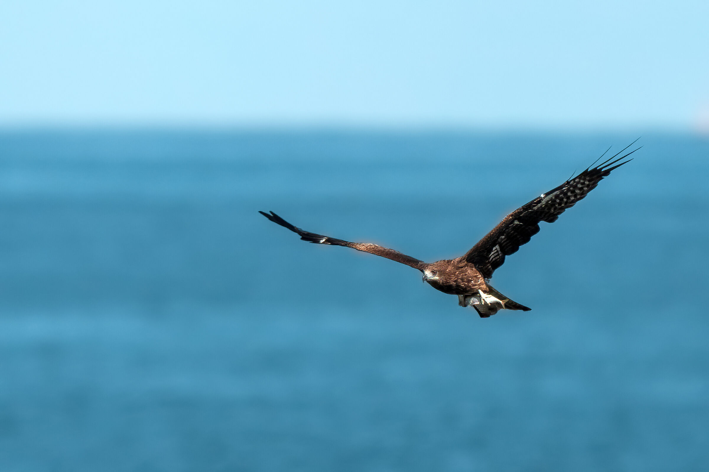 Milvus Migrans with fish