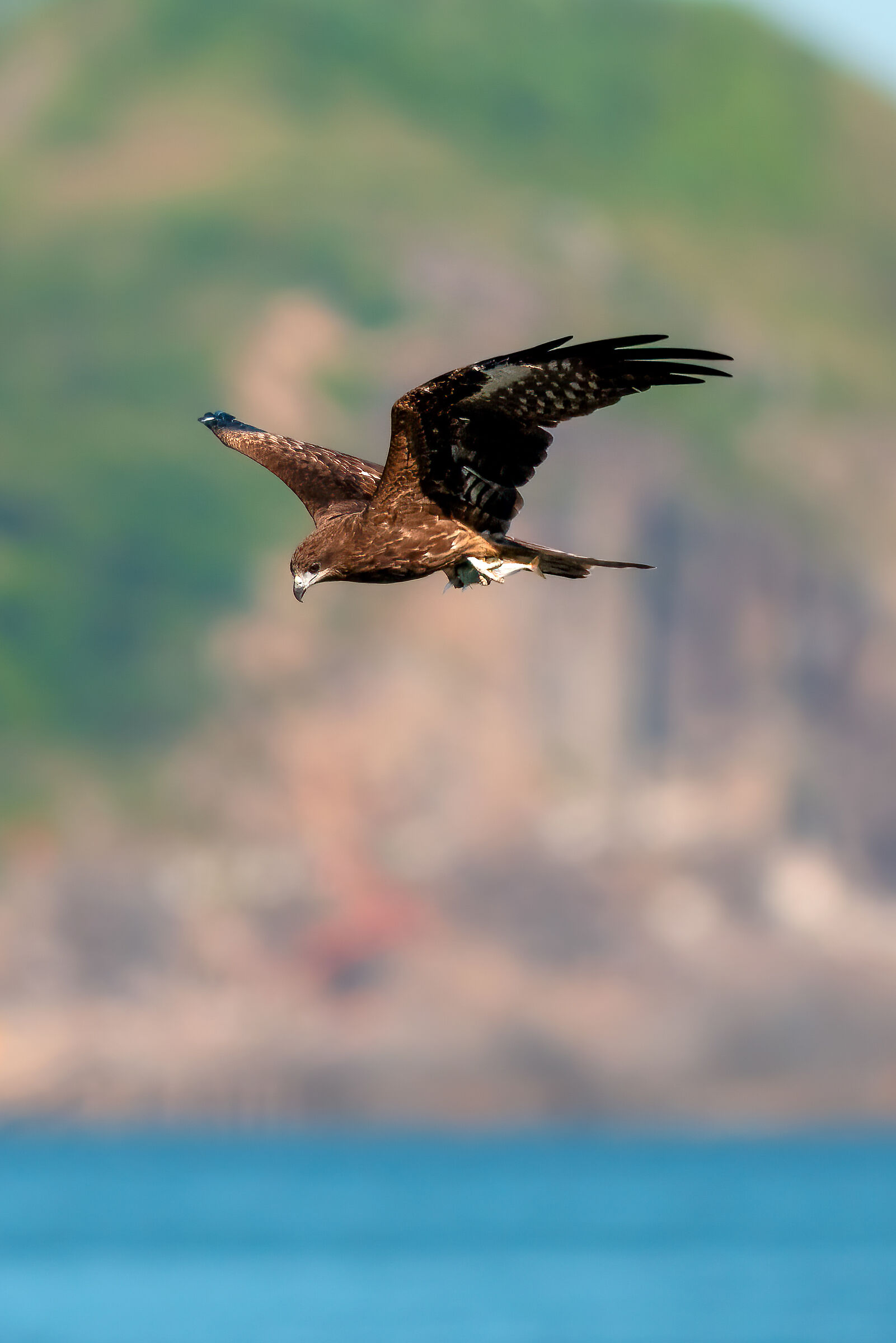 Milvus Migrans with fish