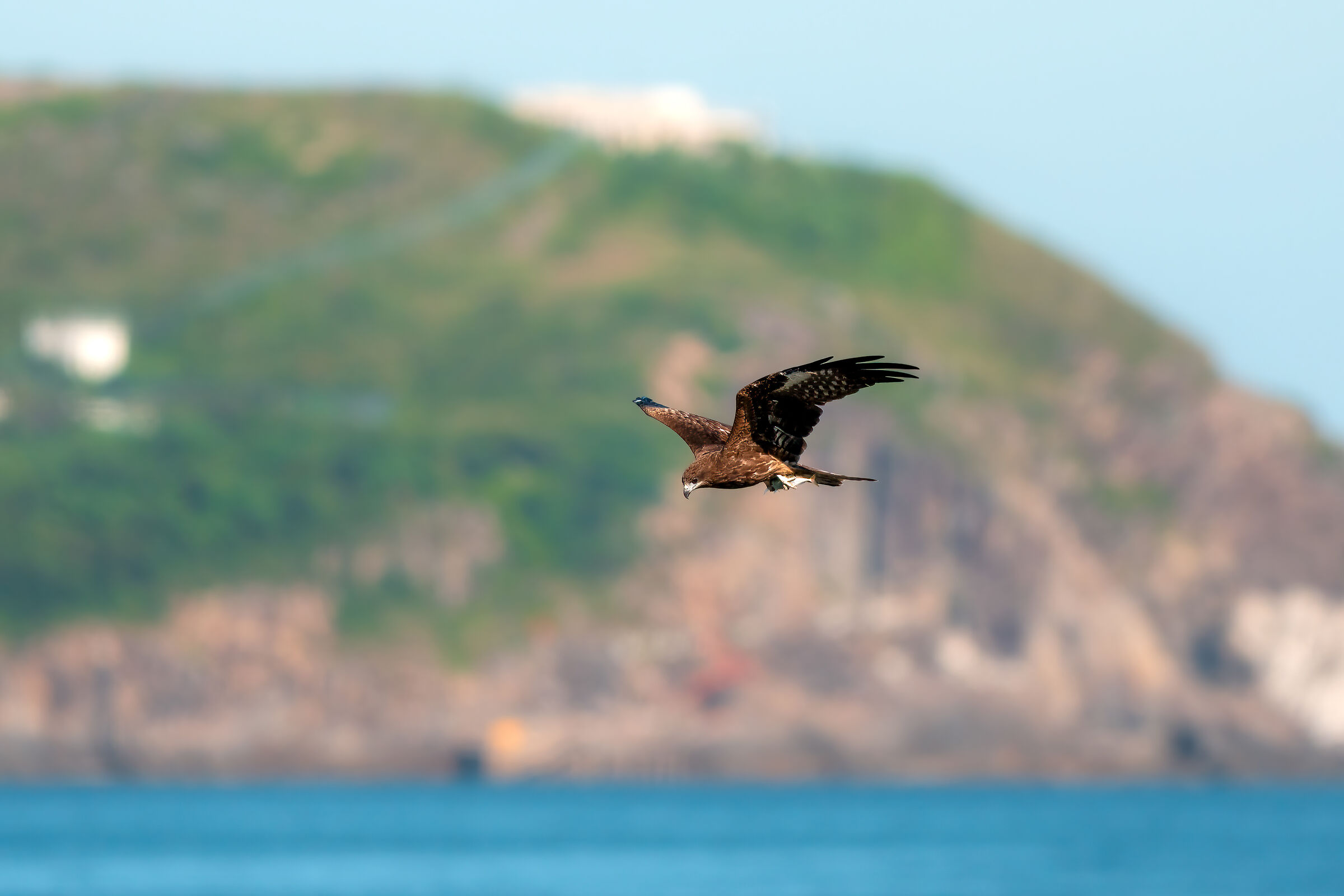 Milvus Migrans with fish
