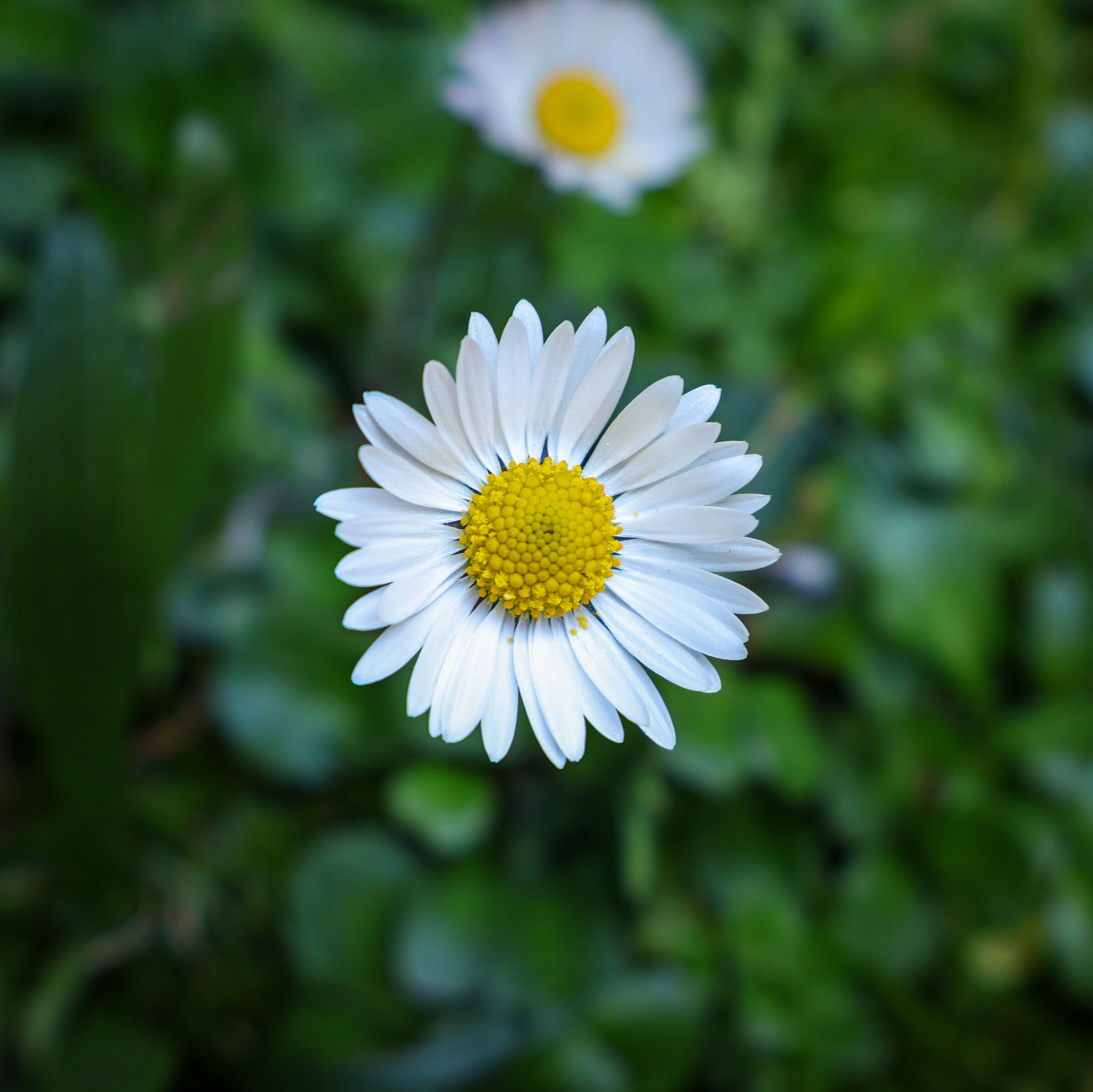 Margherita nel prato