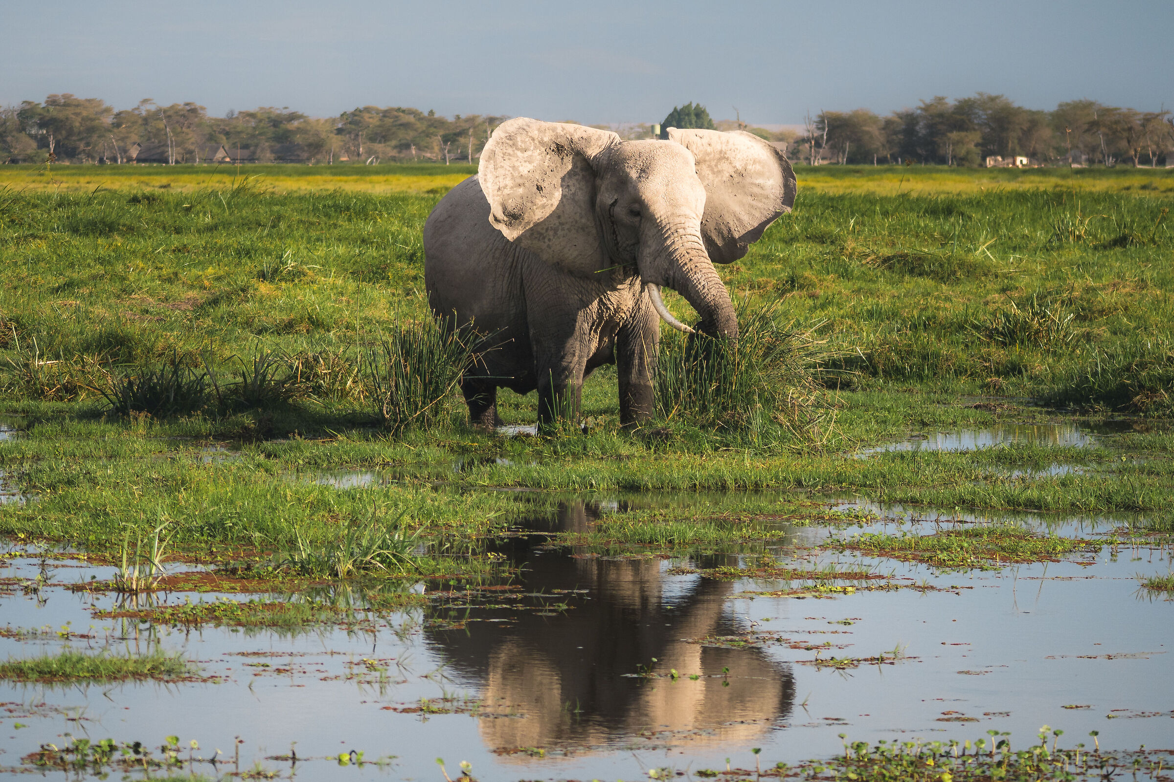 Elephant Reflection