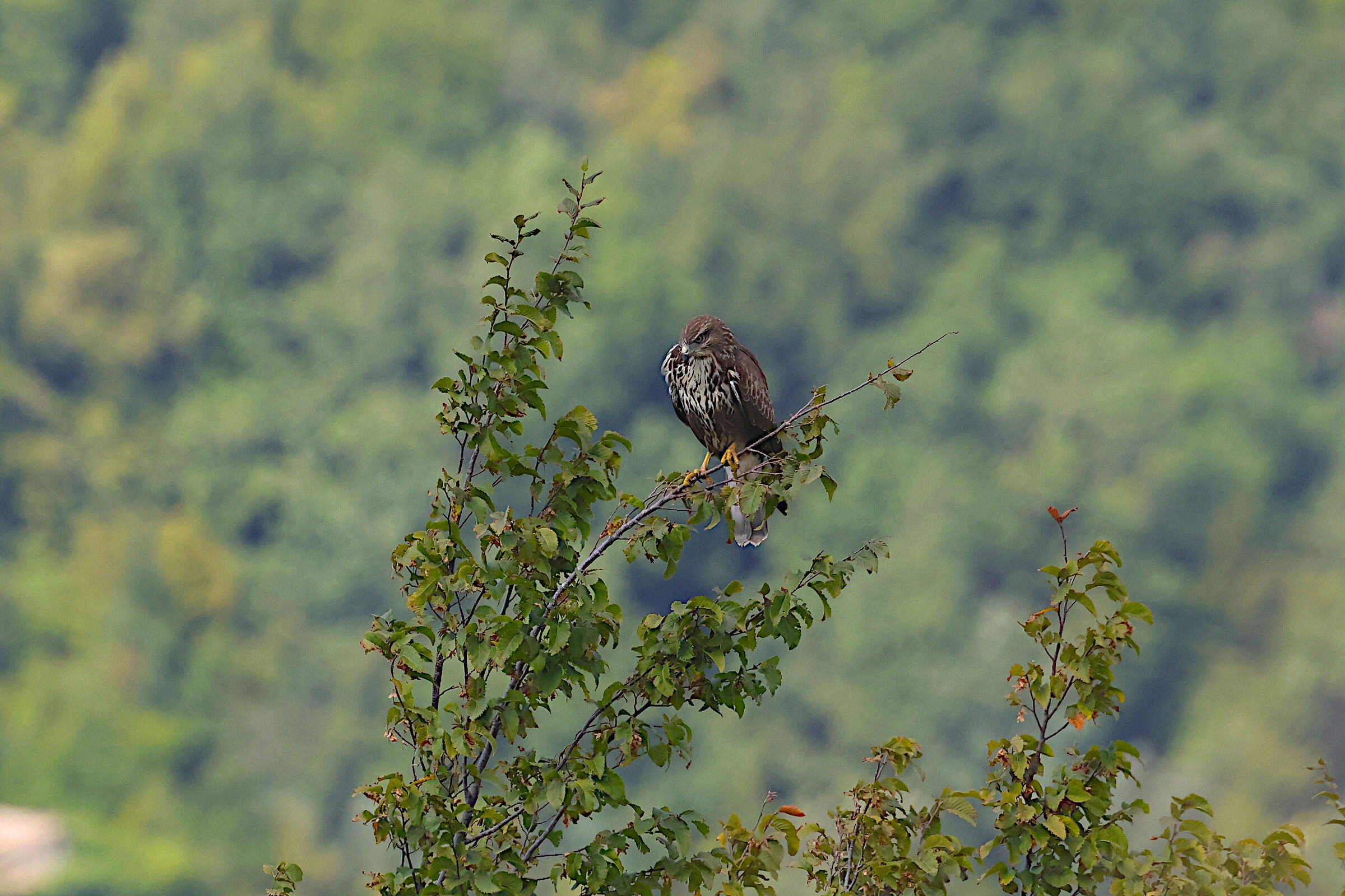 Buzzard in stakeout