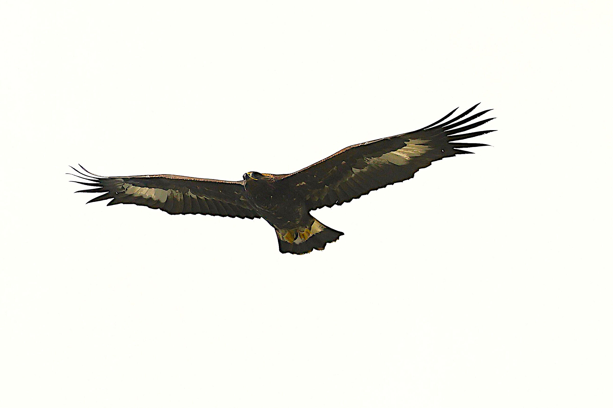 Golden Eagle (Young of the Year)