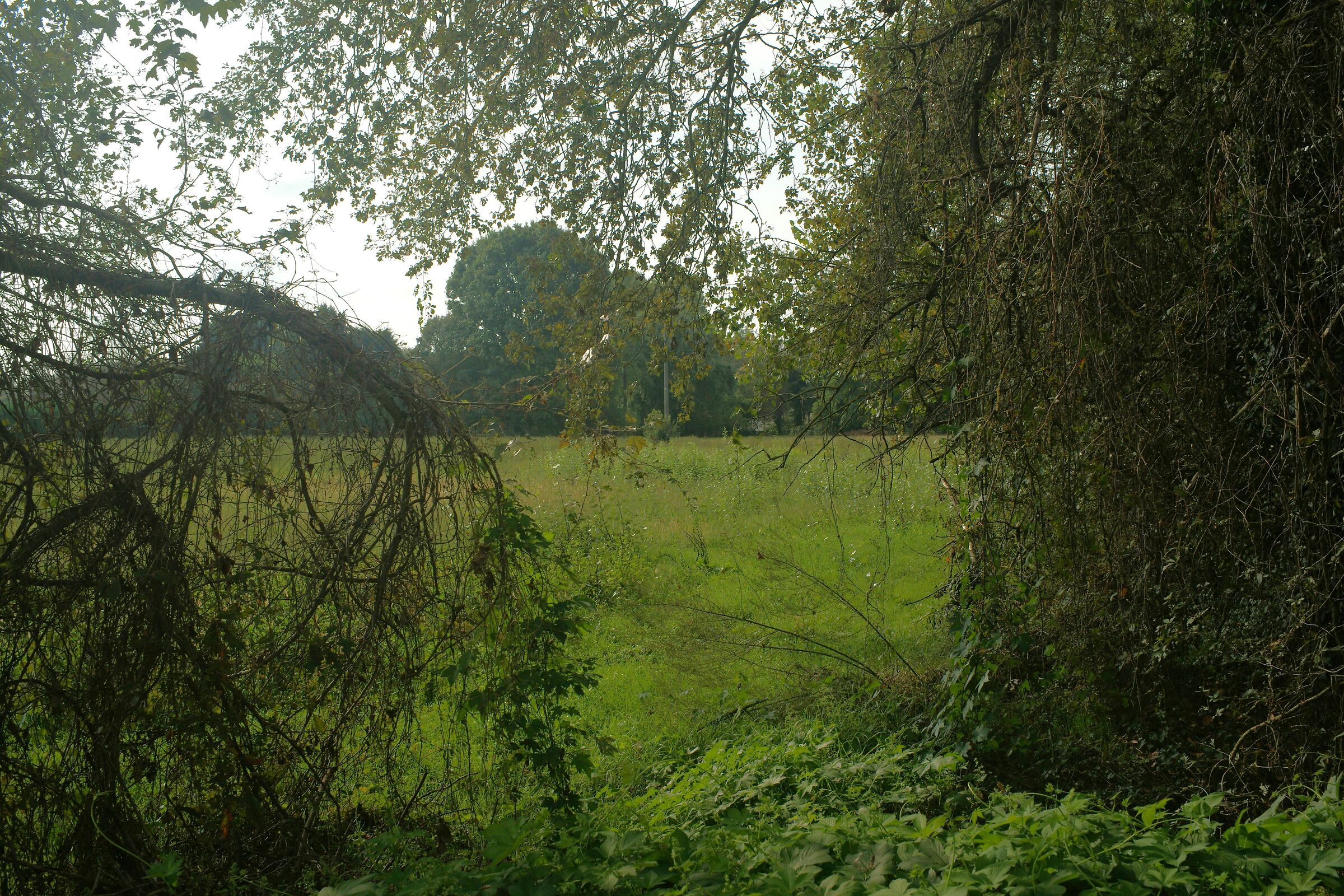 Quando l'ambiente pare non contare