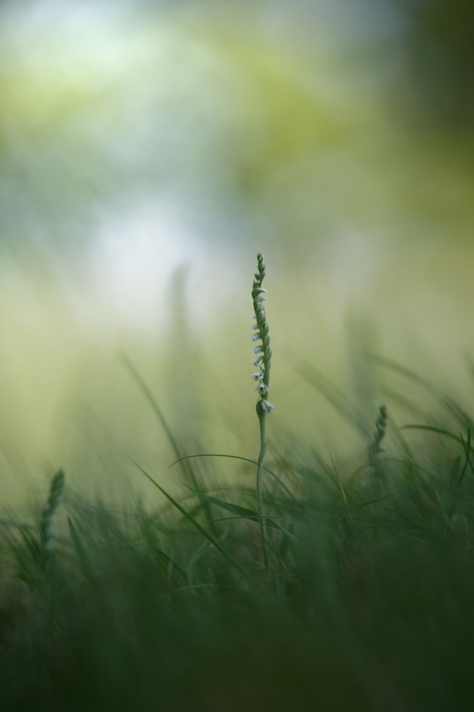 Spiranthes spiralis (Appennino bolognese)