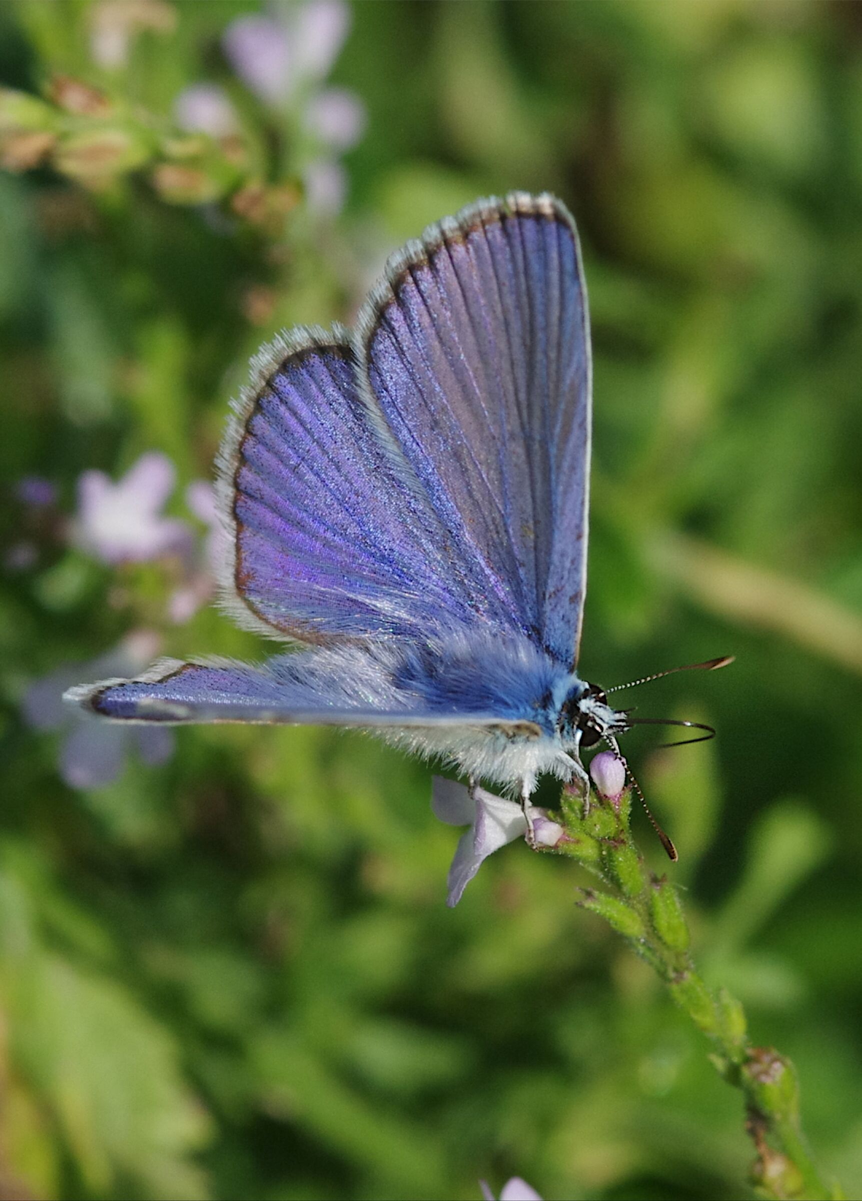 Polyammatus (I think)