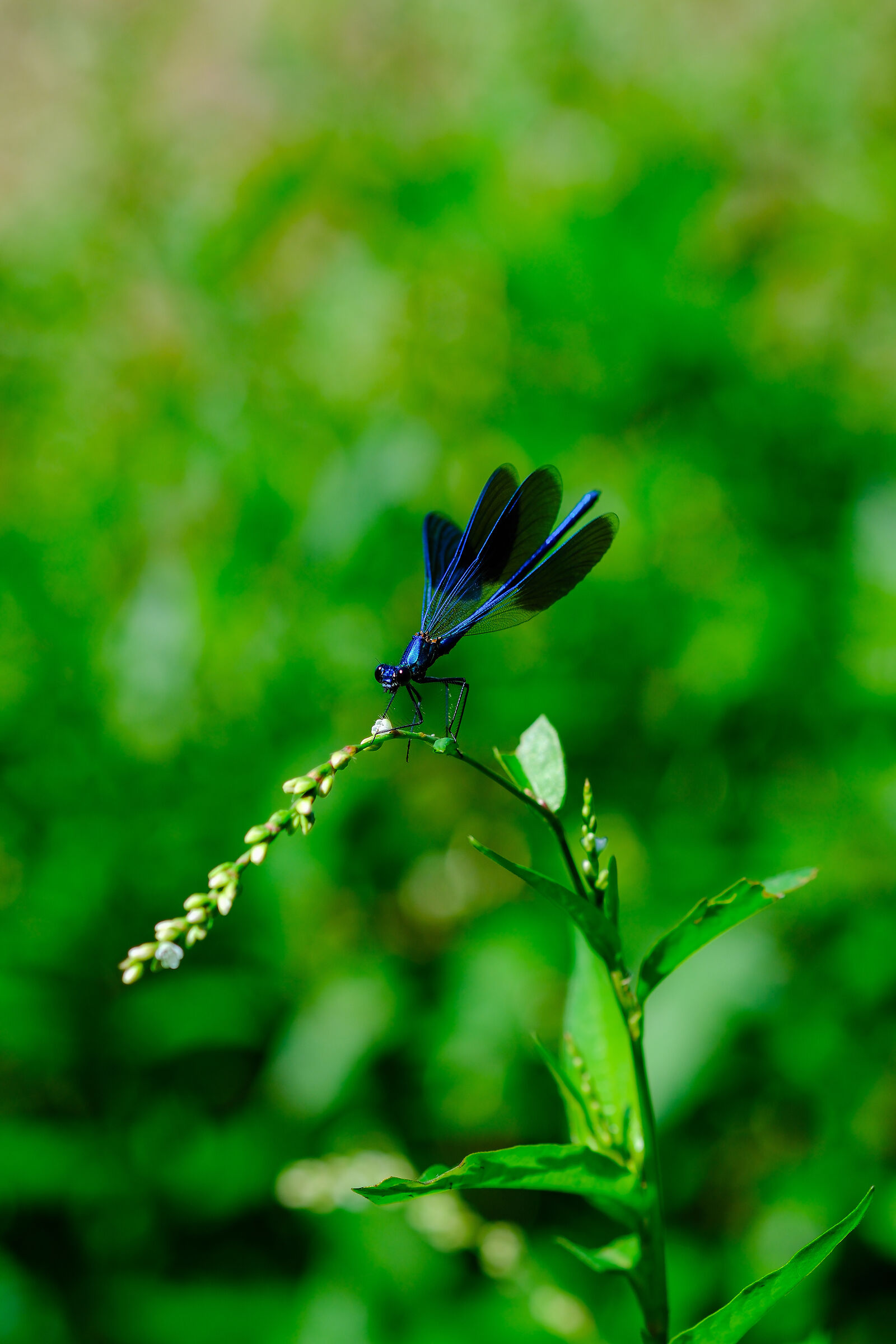 Calopteryx splendens