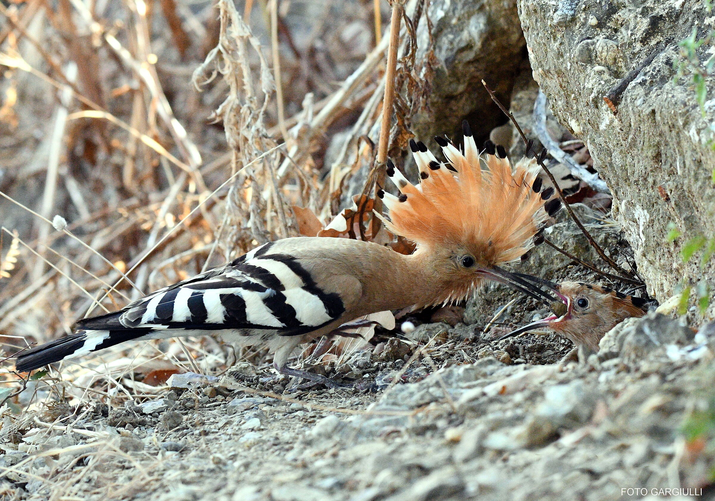 Hoopoe