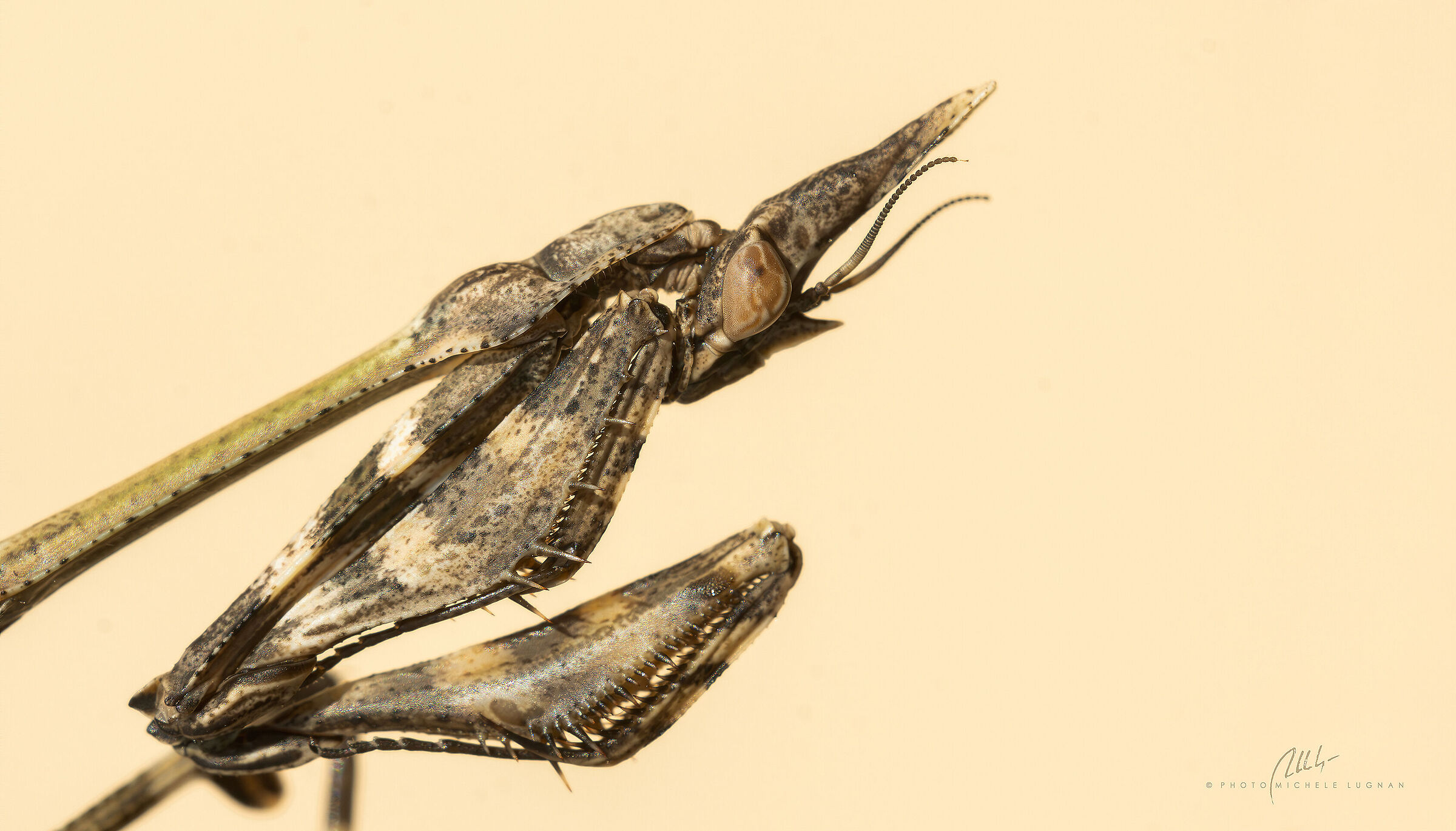 Empusa fasciata