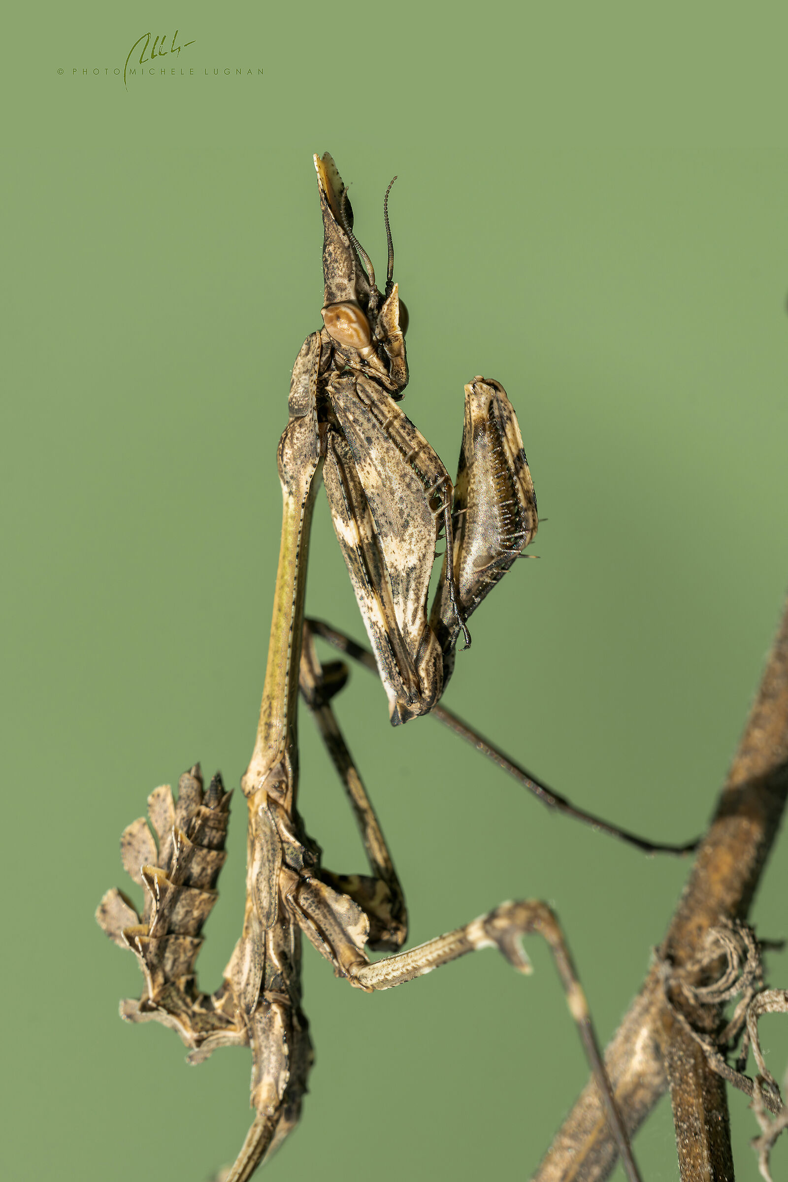 Empusa fasciata