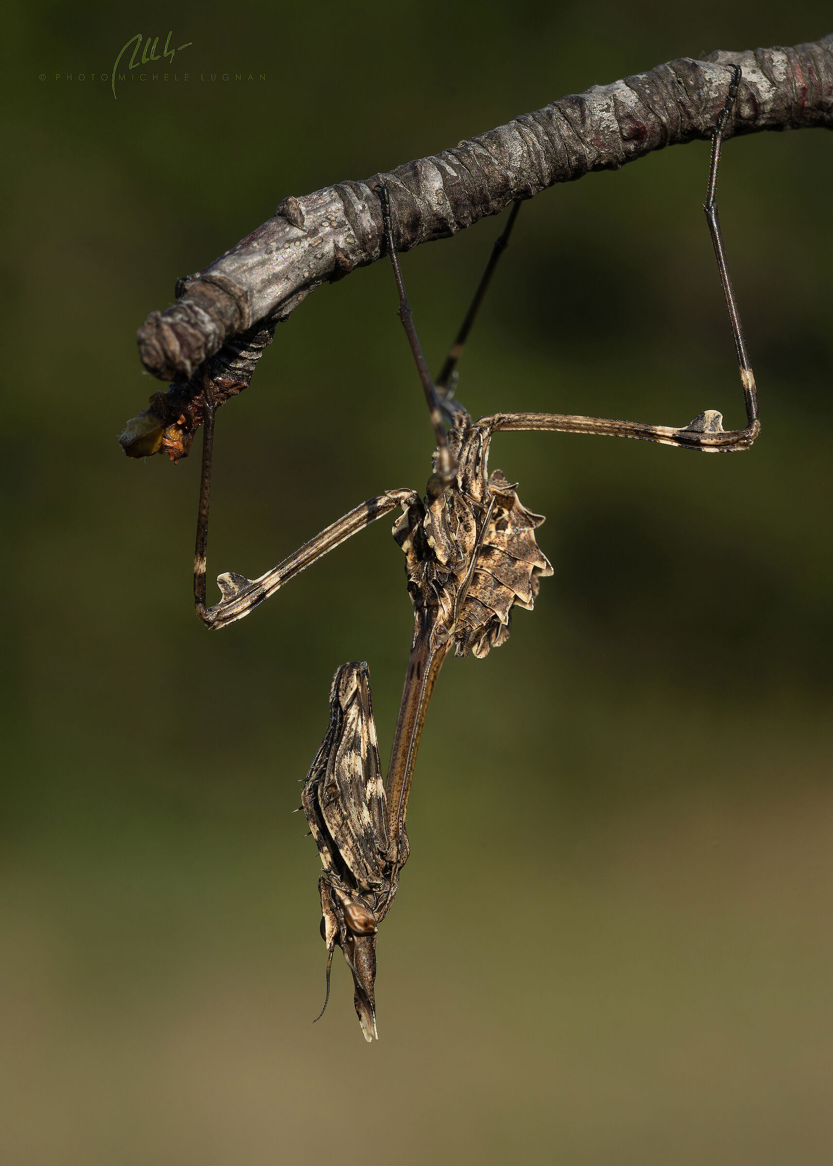 Empusa fasciata